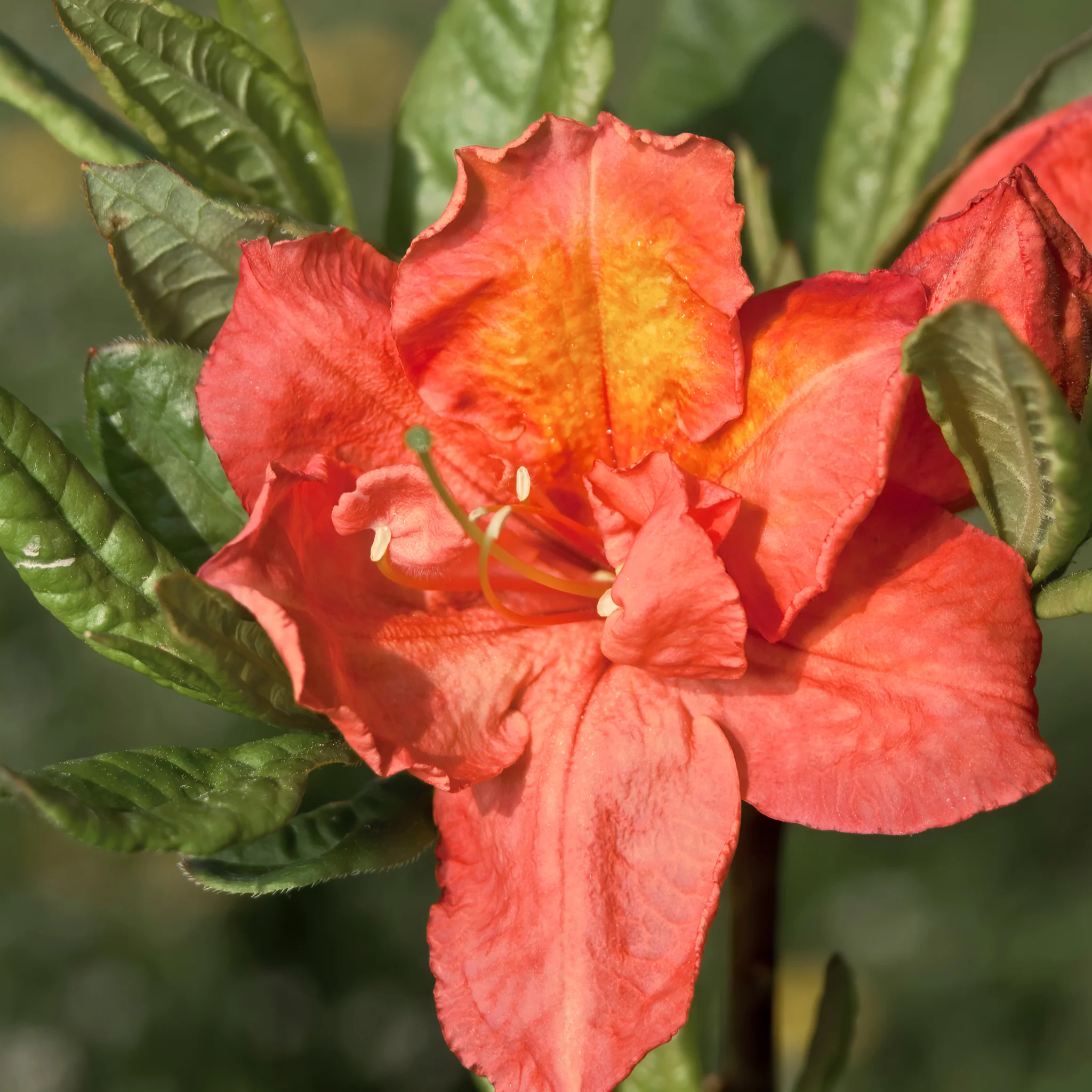 Azalea knaphill 'Hotspur Red' 2L / 5L - Image 2