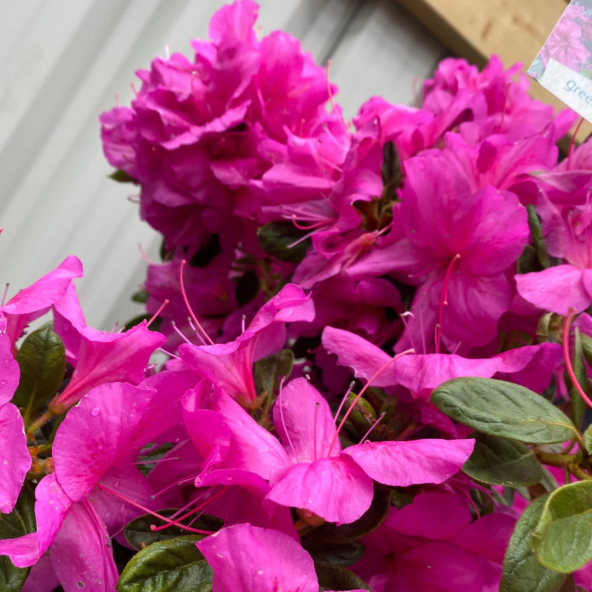Azalea 'Koningstein' 10L - Image 3