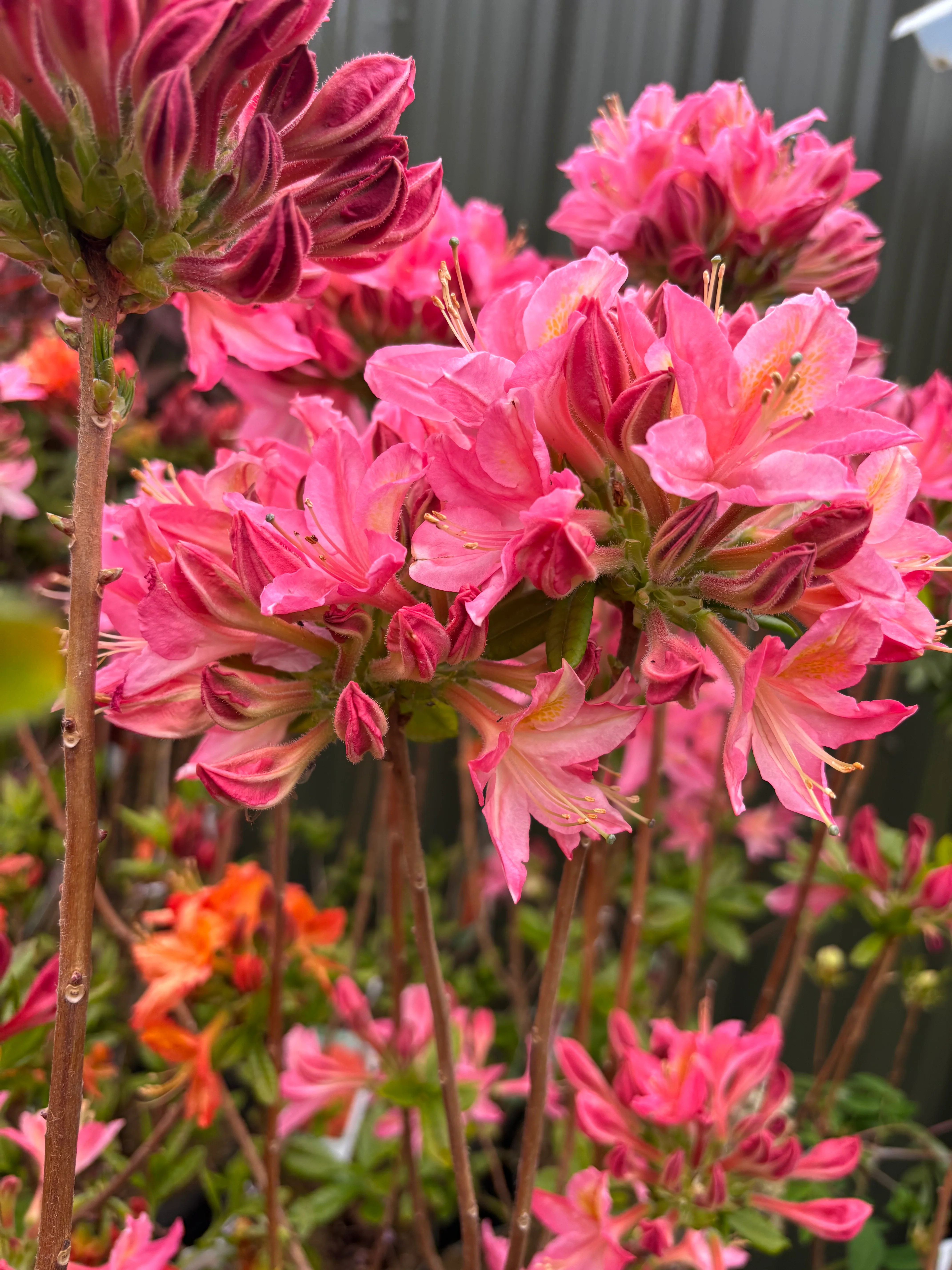 Azalea knaphill 'Jolie Madame' 5L (80-90cm inc. pot) - Image 3