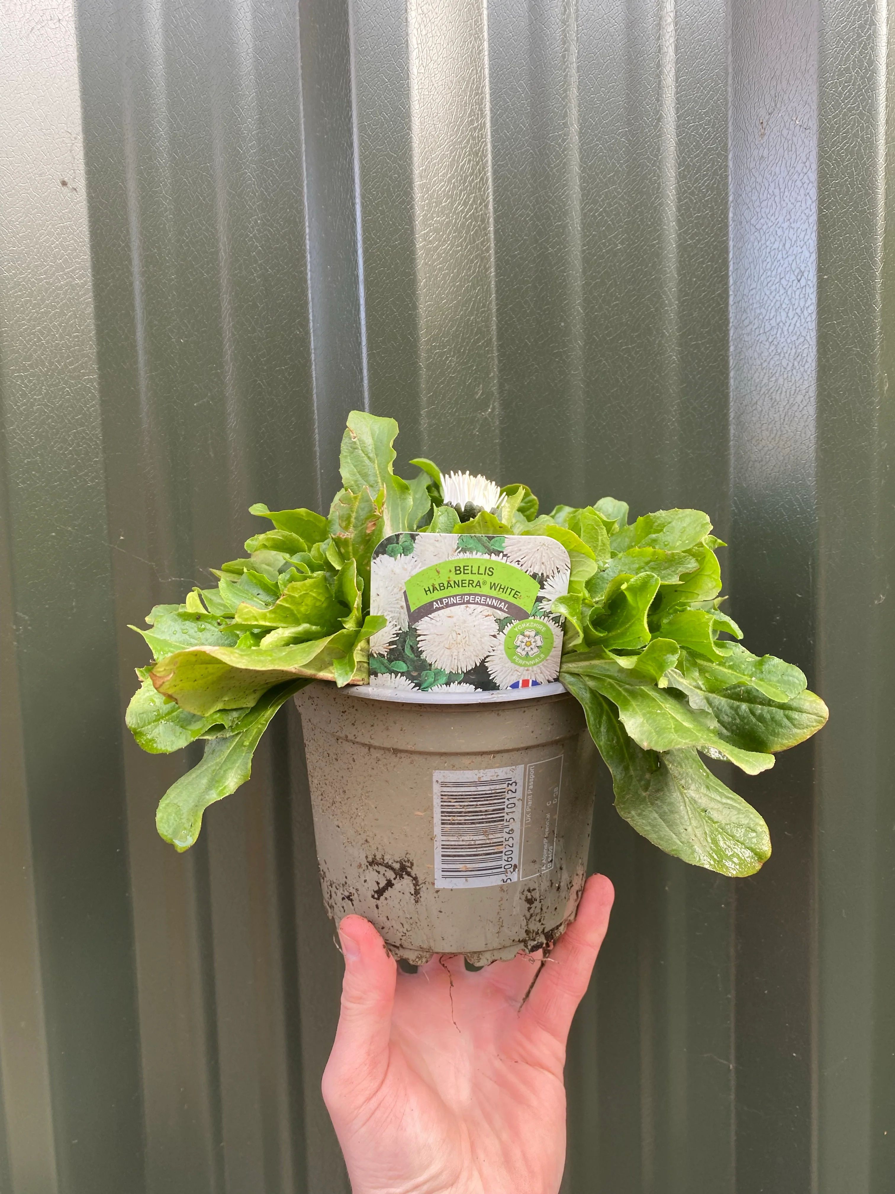 Bellis Daisy Perennial - White 1.5L - Image 2