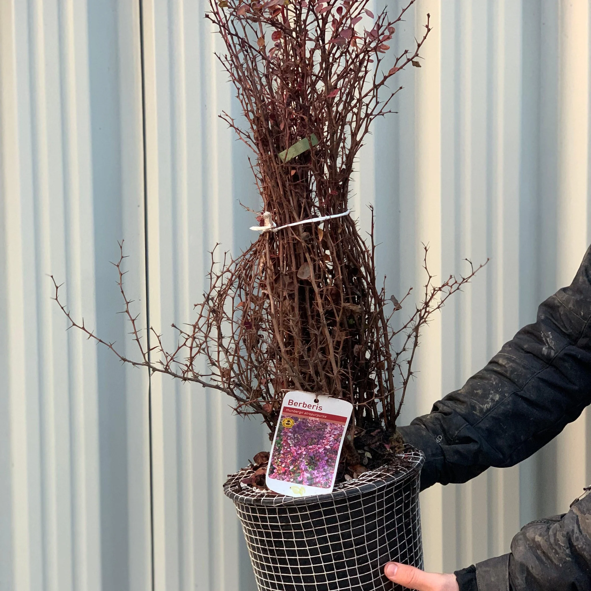 Berberis atropurpureum - Purple Barberry (10 Plants) - Image 3