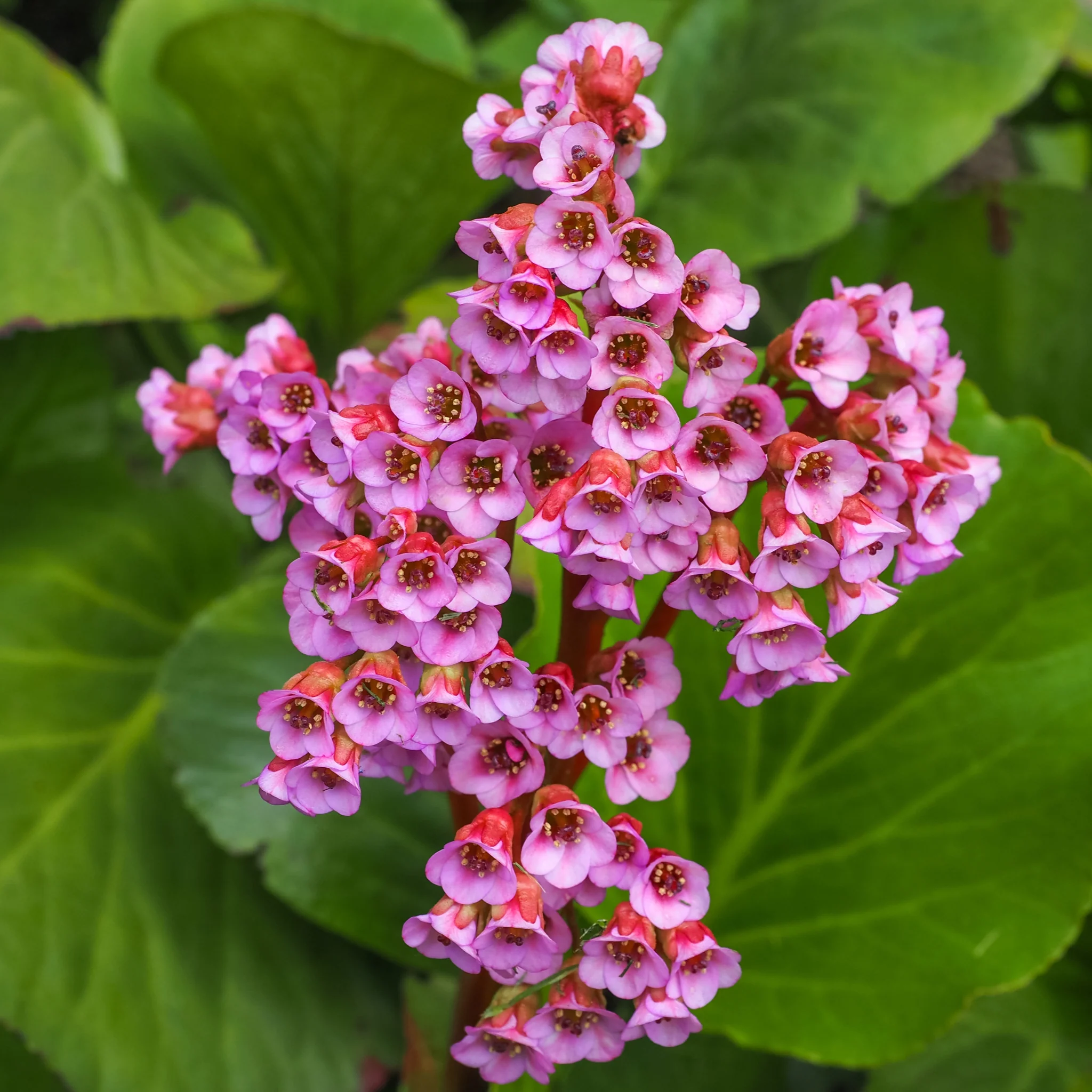Bergenia cordifolia 'Purpurea' (Elephant's Ears) - Two sizes available - Image 3