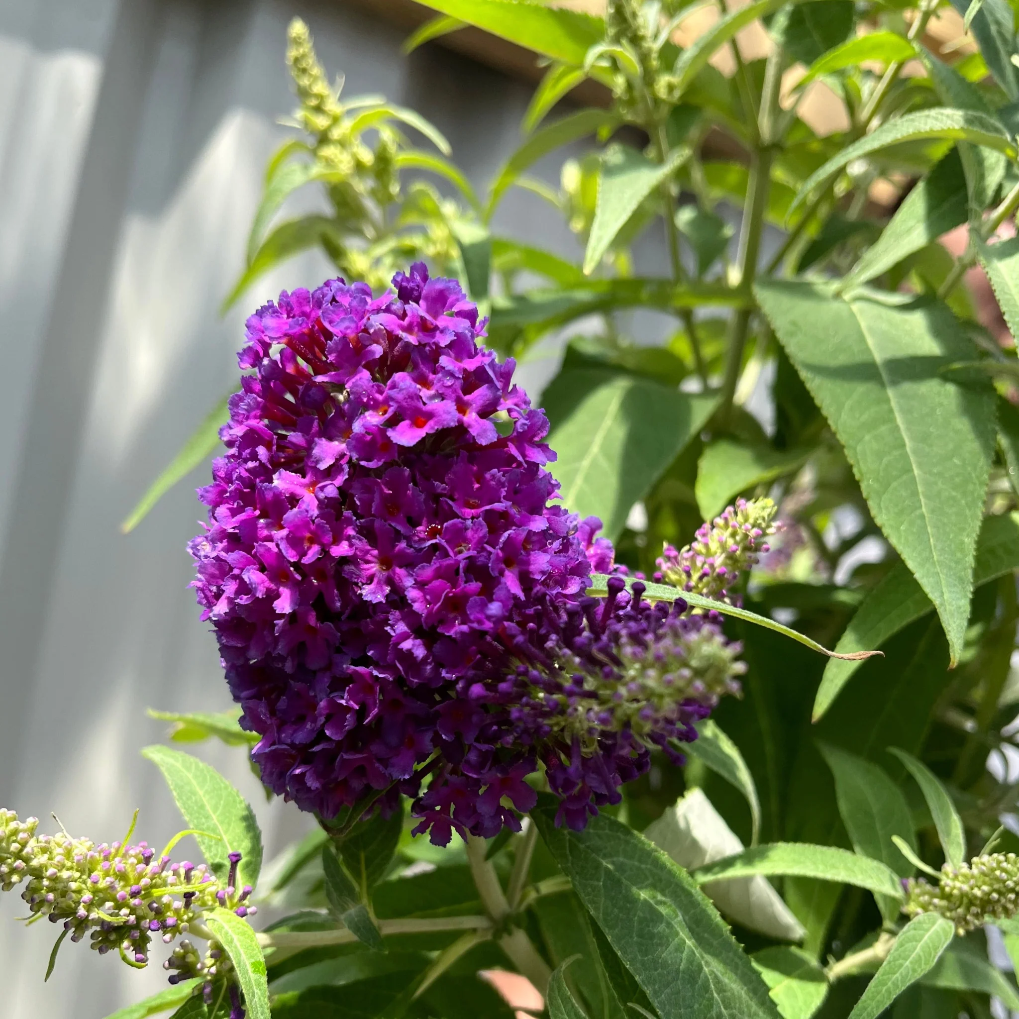 Buddleja Butterfly Candy 'Little Purple' 1/3L - Image 2