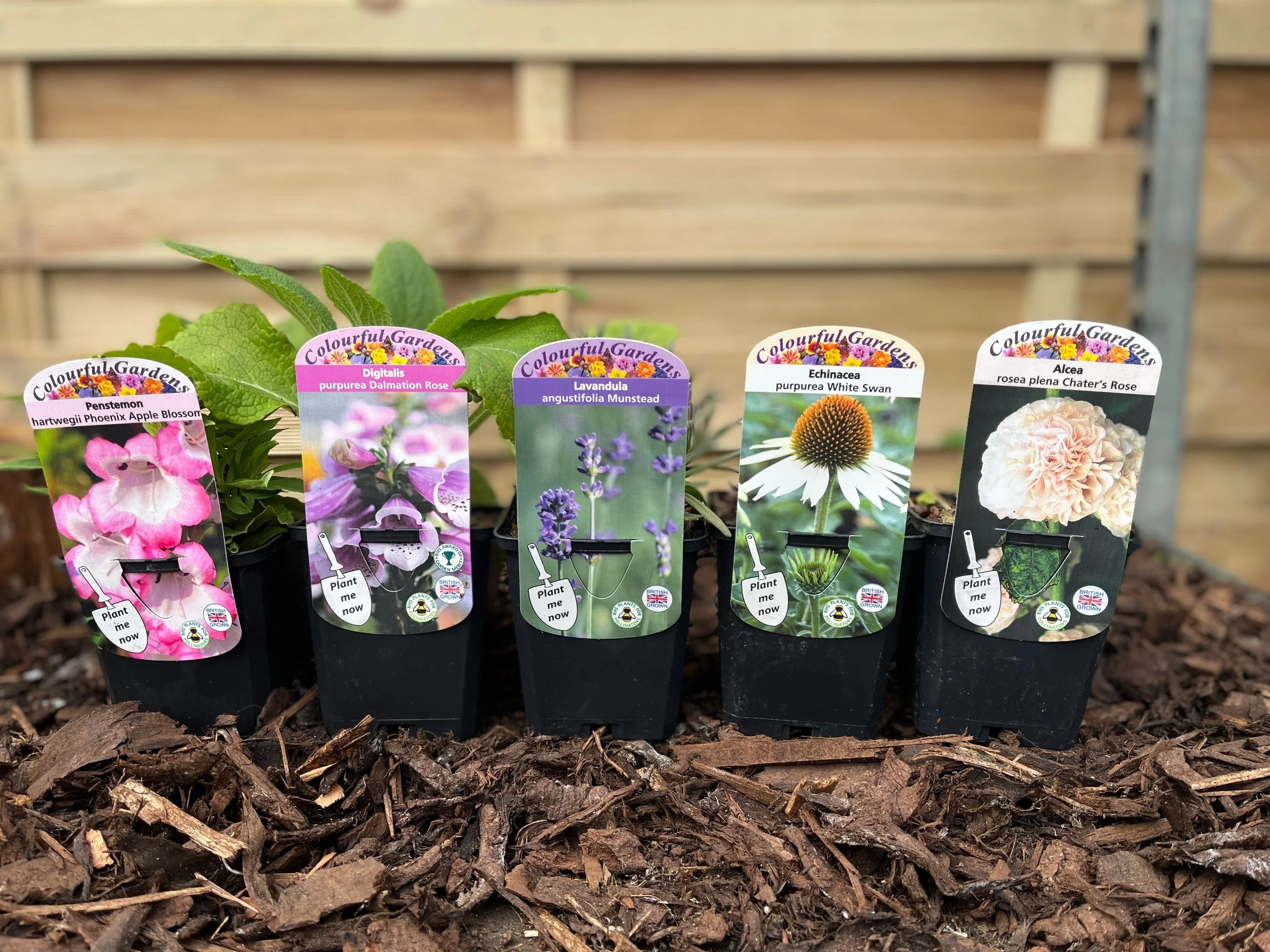 Our Hand Picked Selection of Butterfly and Bee Attracting Plants - Image 3