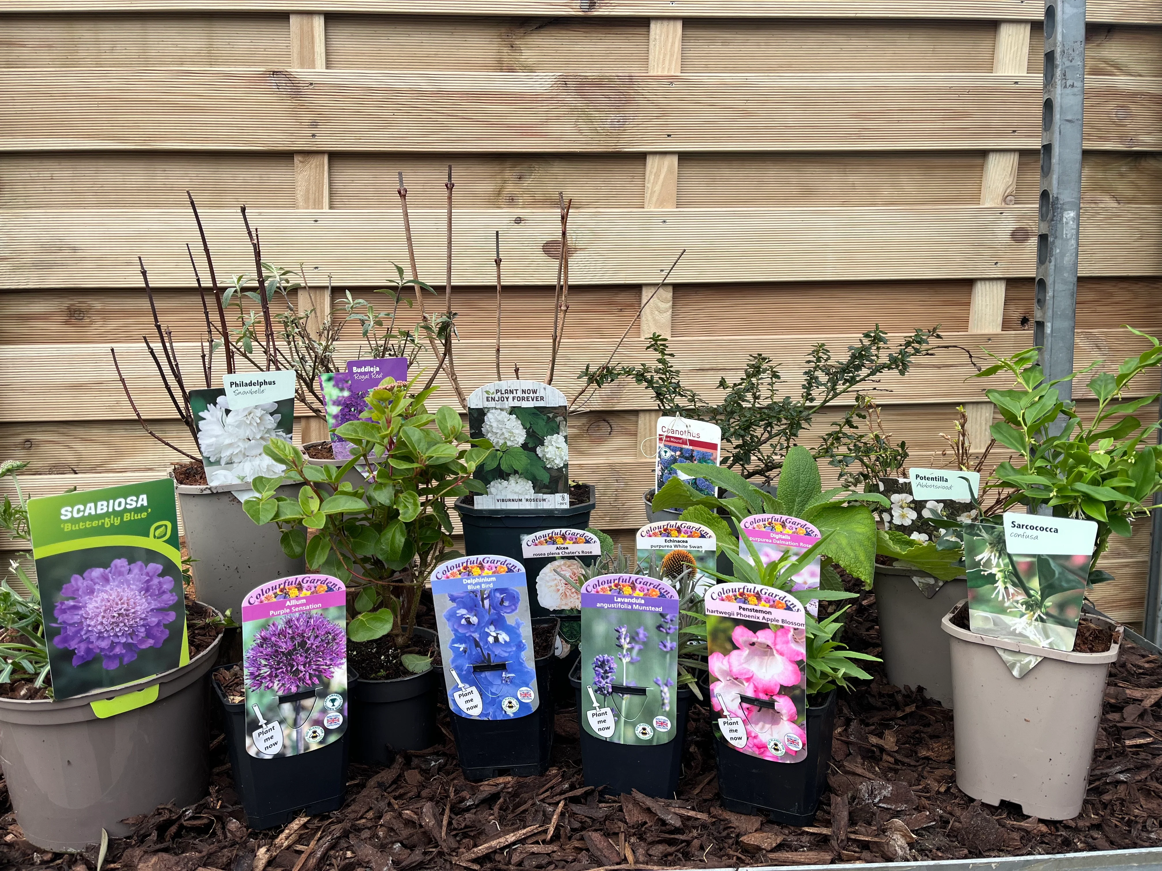 Our Hand Picked Selection of Butterfly and Bee Attracting Plants - Image 5