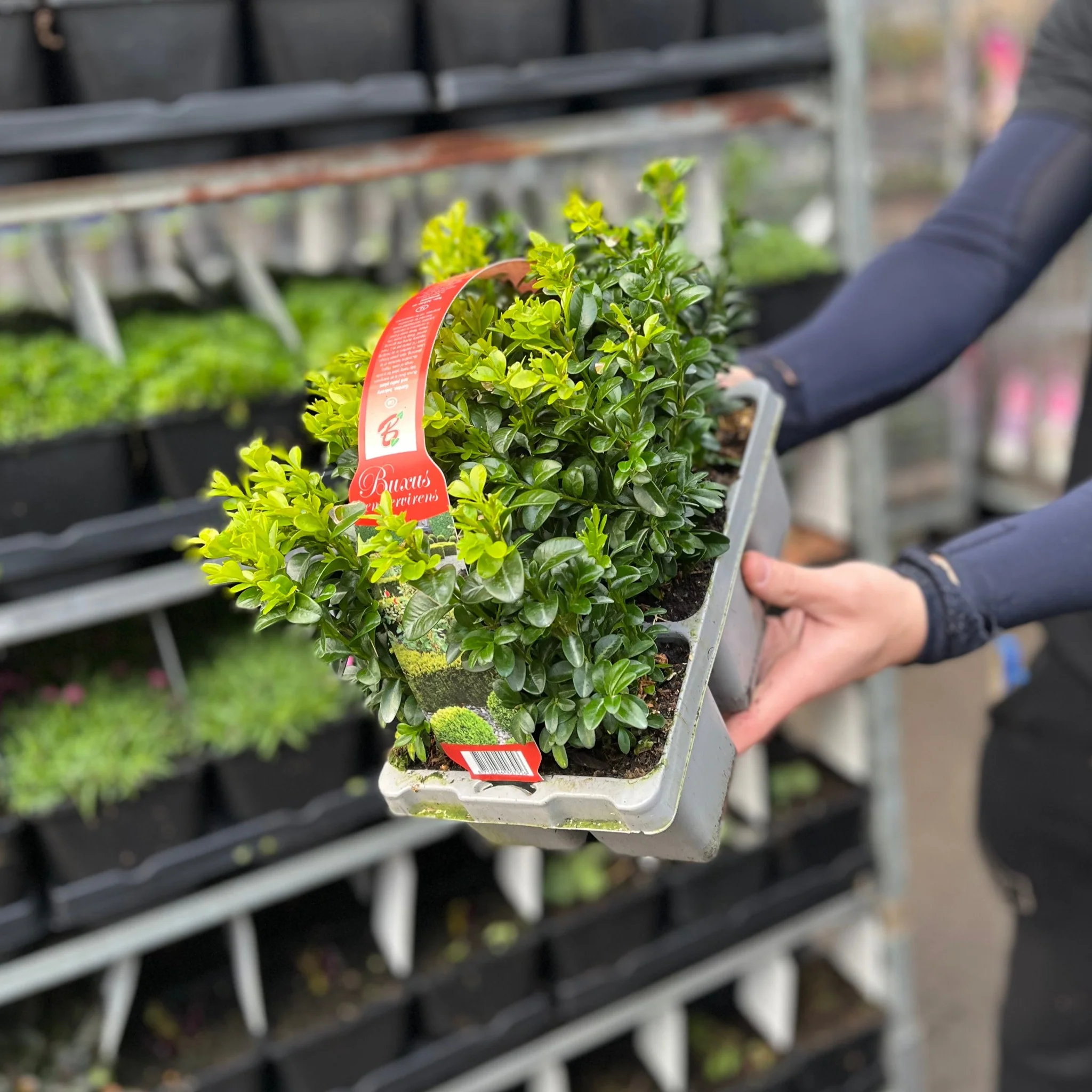 Buxus Hedging Carry Pack (2 Packs Available) - Image 3
