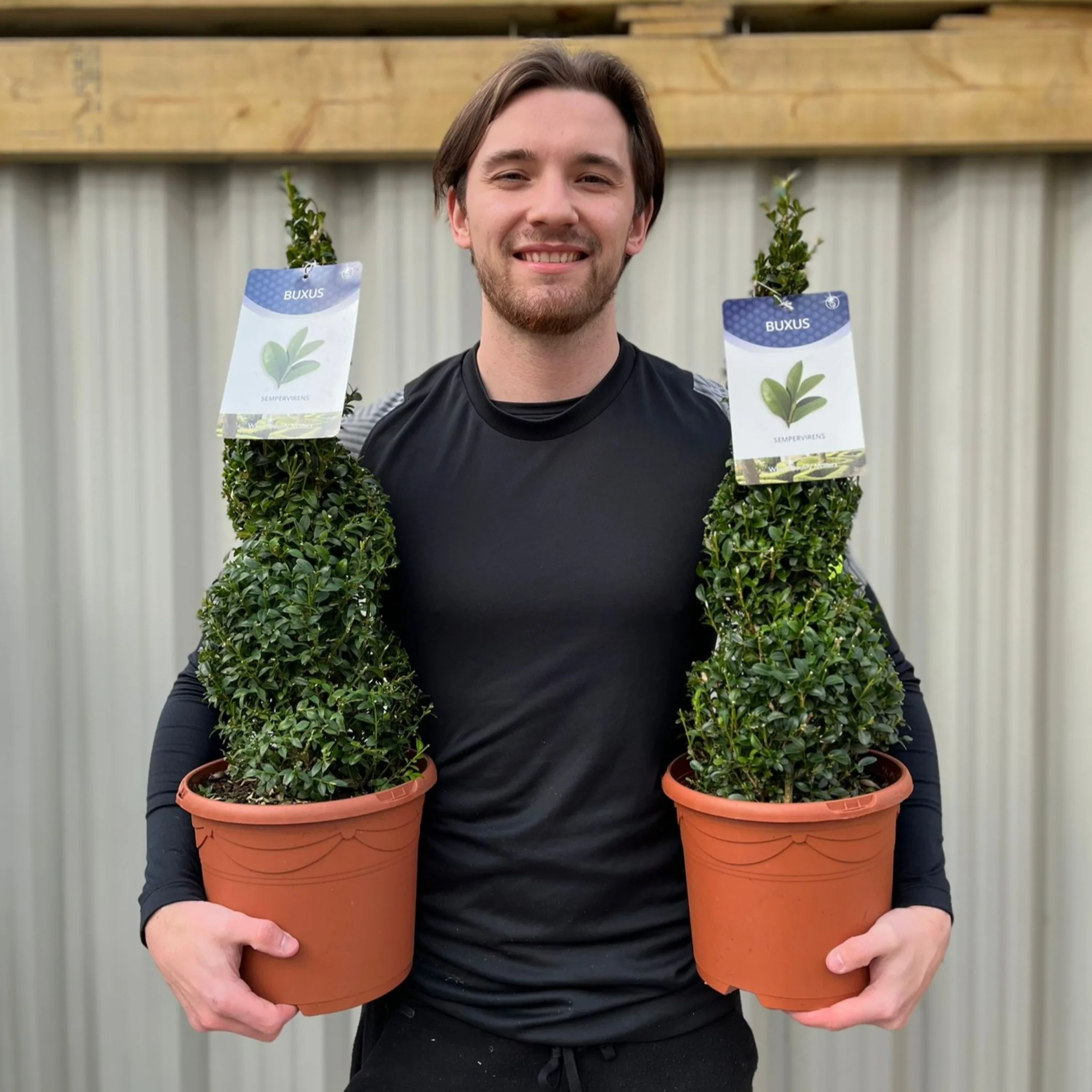 Buxus Spiral | Buxus sempervirens Topiary | Box Spiral - Image 3