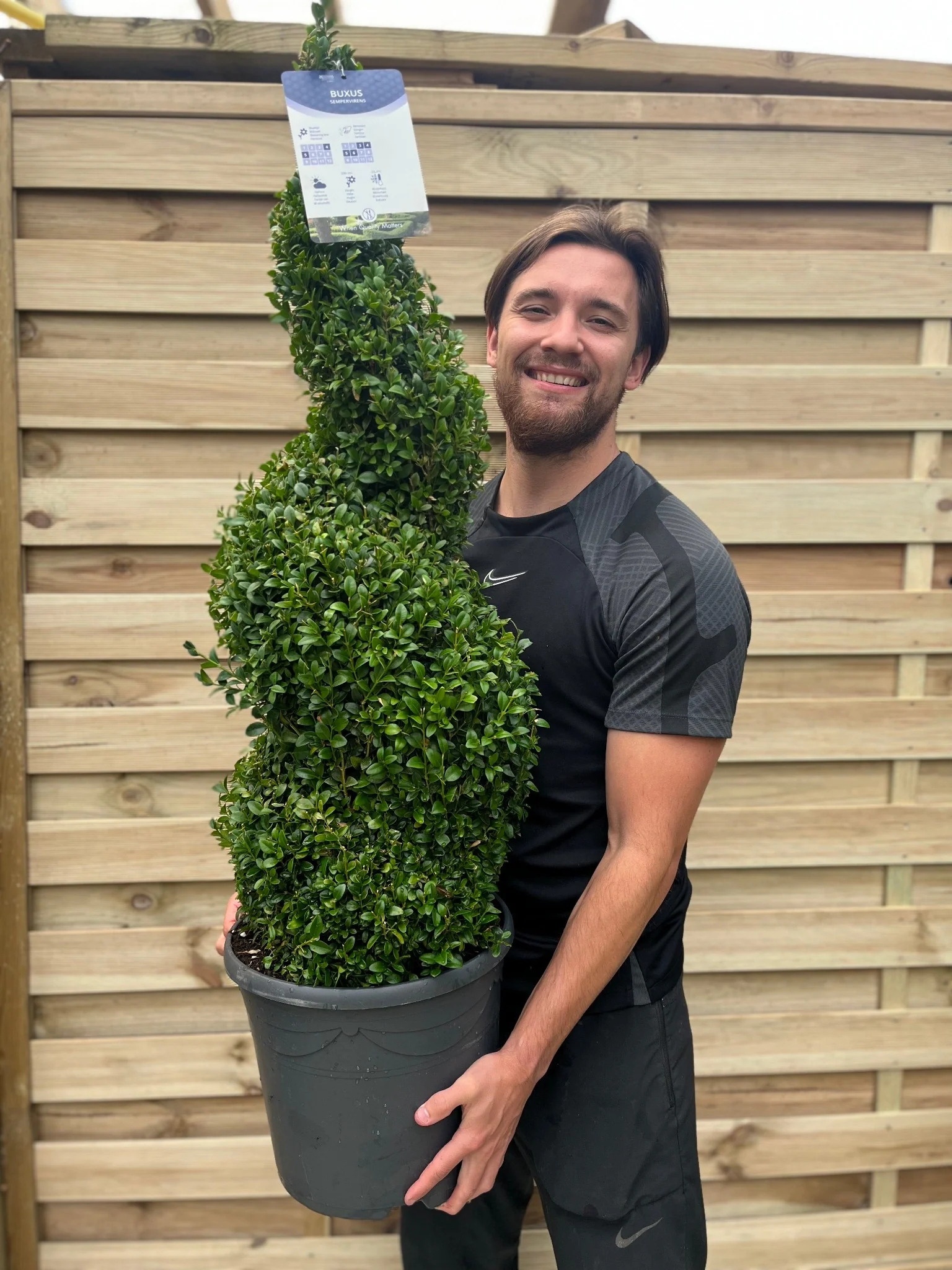 Buxus Spiral | Buxus sempervirens Topiary | Box Spiral - Image 4