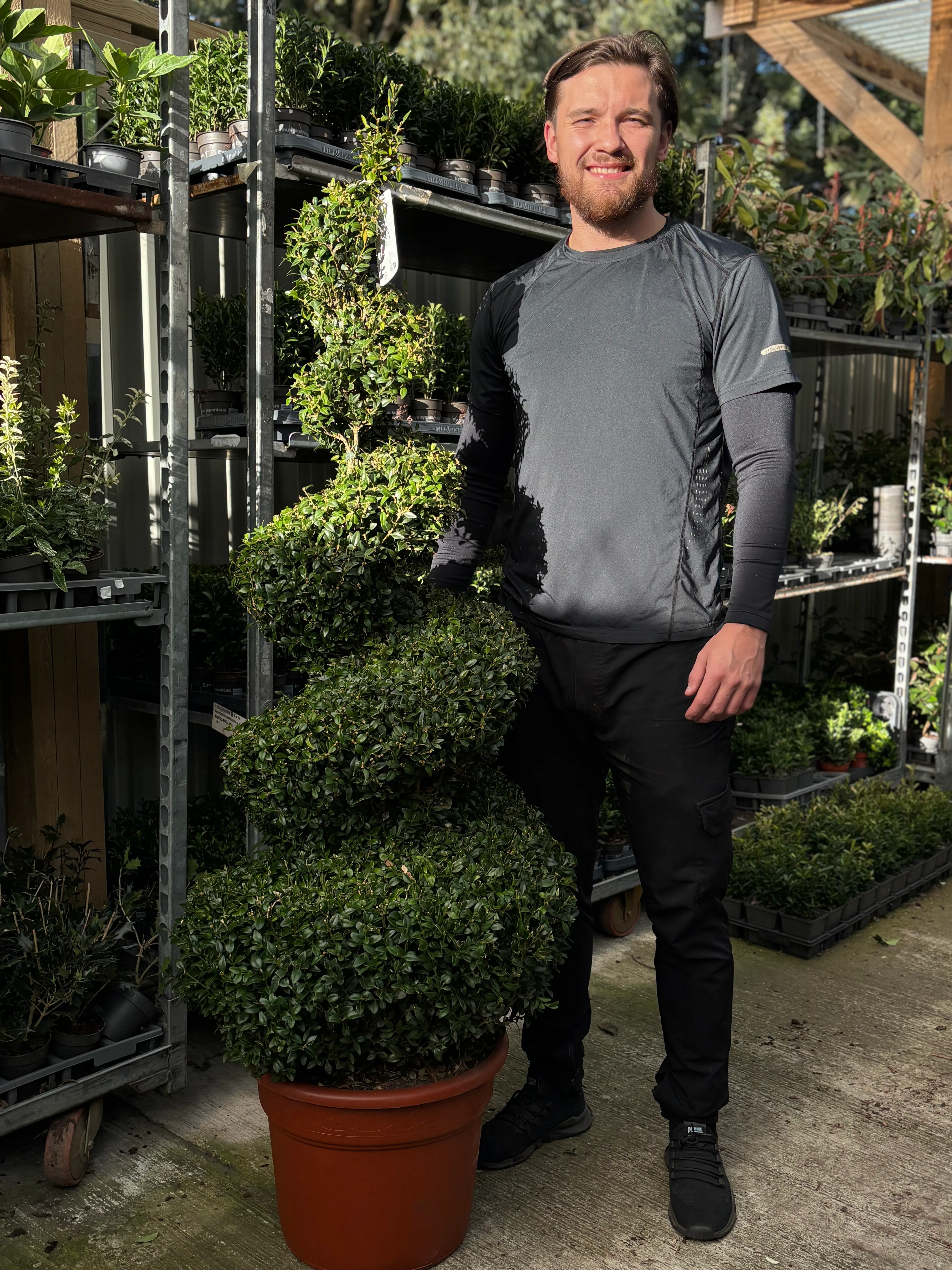 Buxus Spiral | Buxus sempervirens Topiary | Box Spiral - Image 6