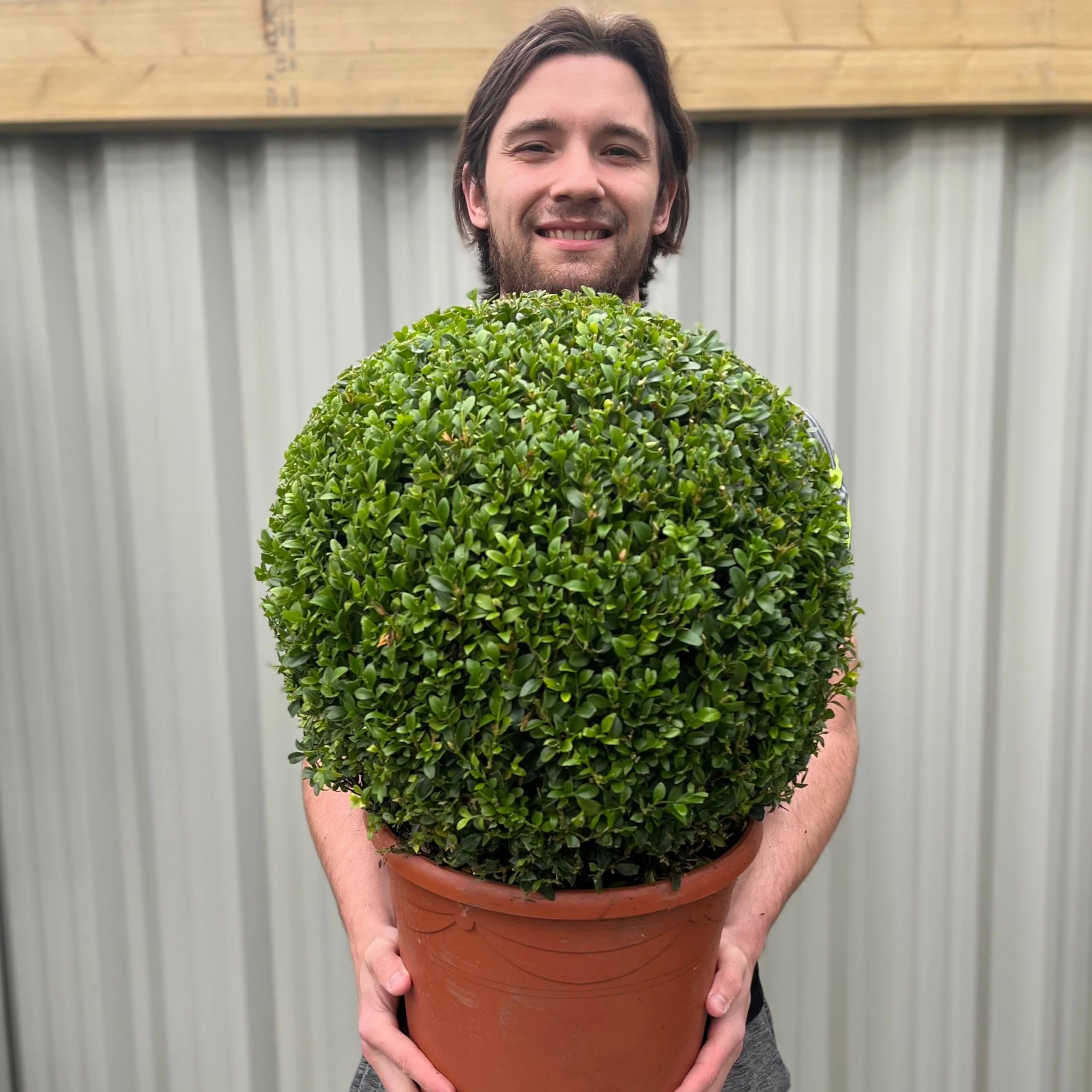 Buxus/Topiary Ball (Buxus sempervirens) - Image 5
