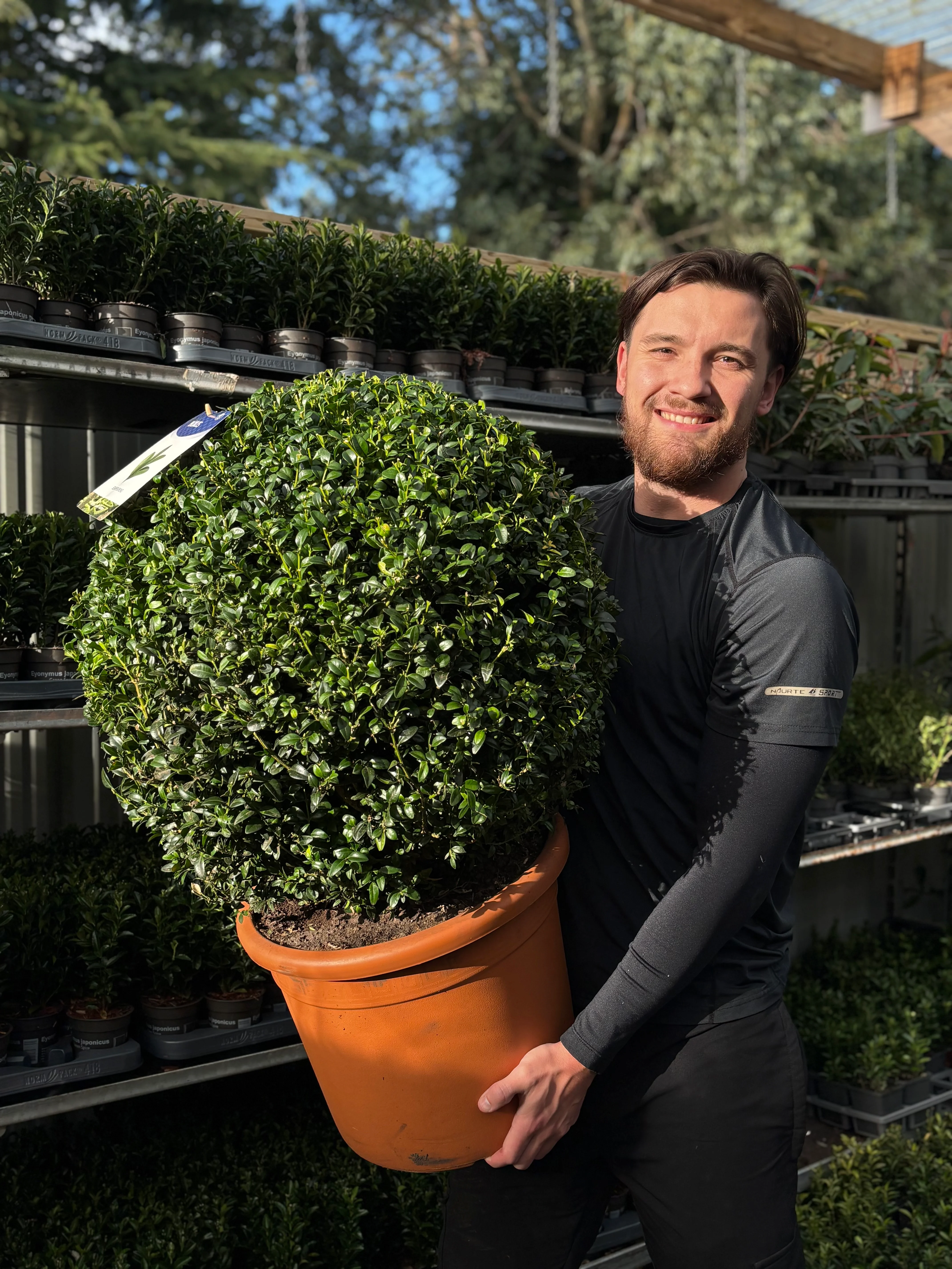Buxus/Topiary Ball (Buxus sempervirens) - Image 9