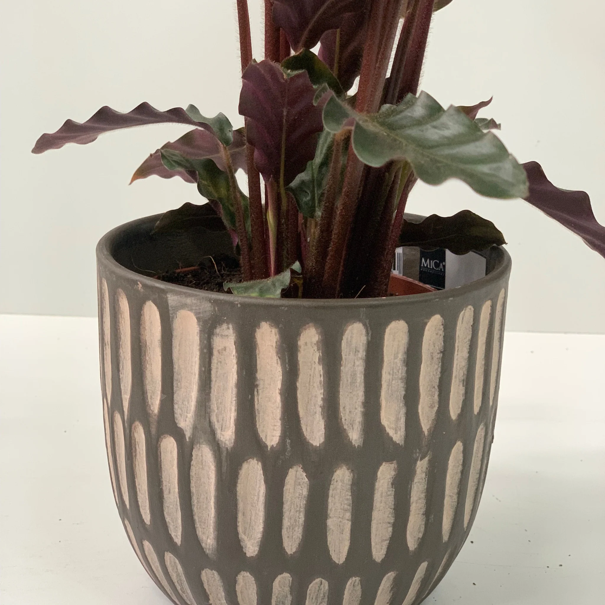 Calathea Tropistar - Image 11