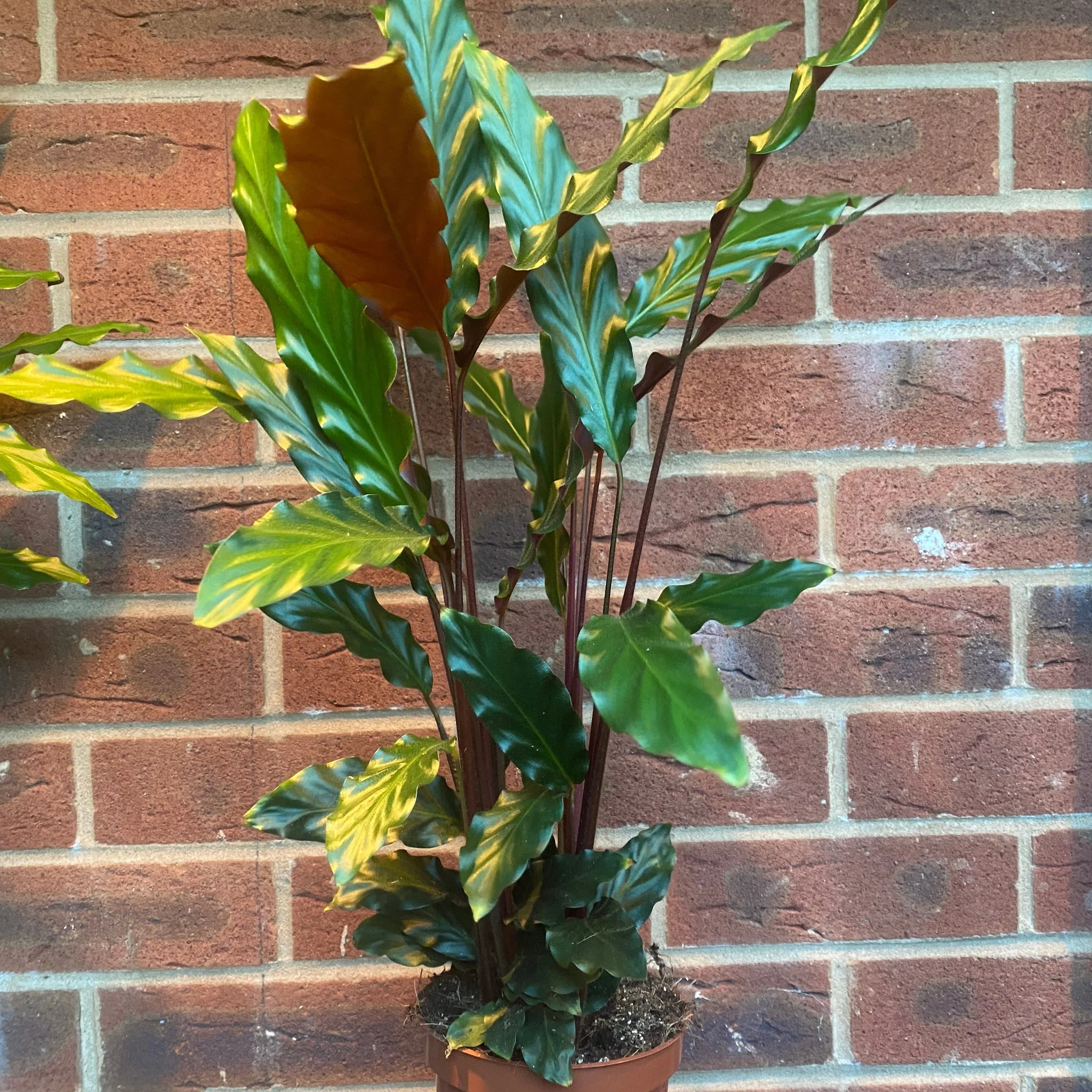 Calathea Tropistar - Image 3