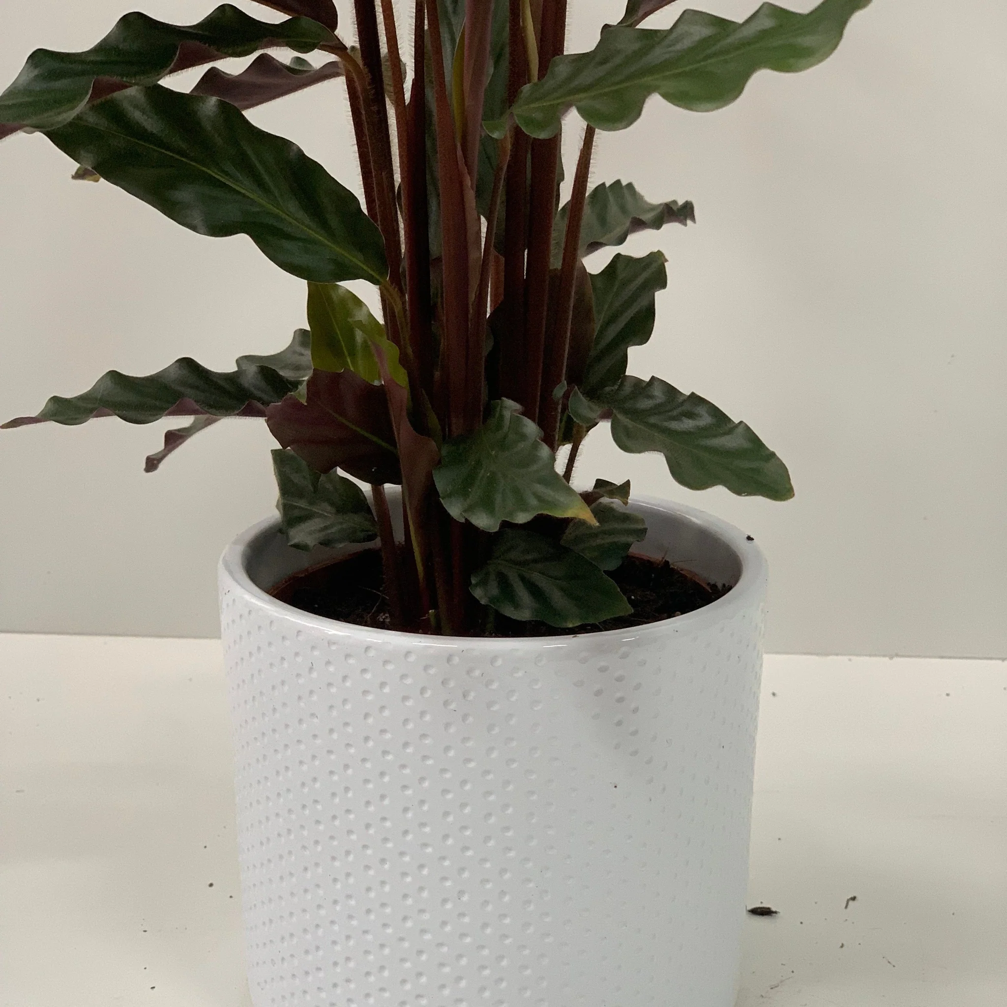 Calathea Tropistar - Image 7