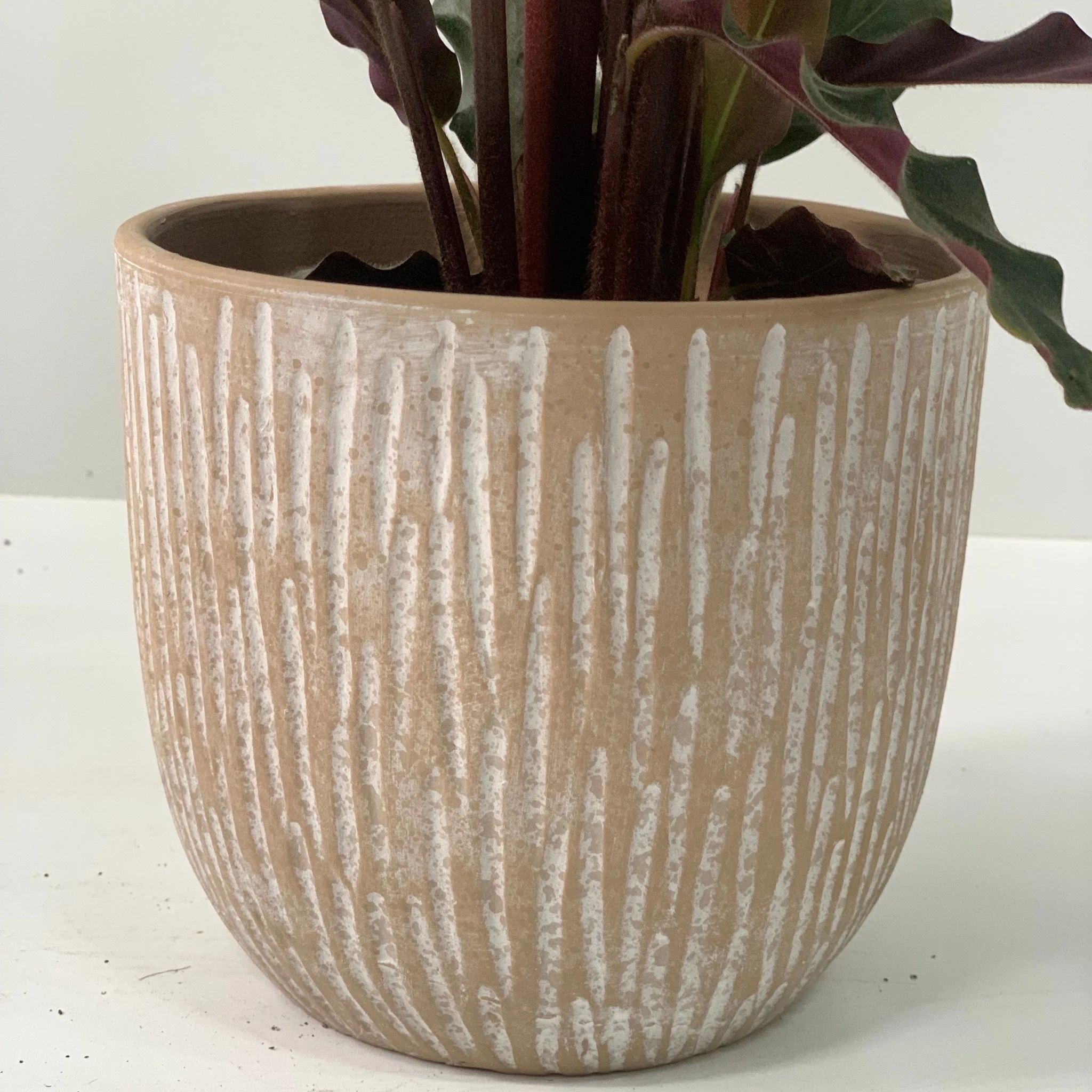 Calathea Tropistar - Image 9