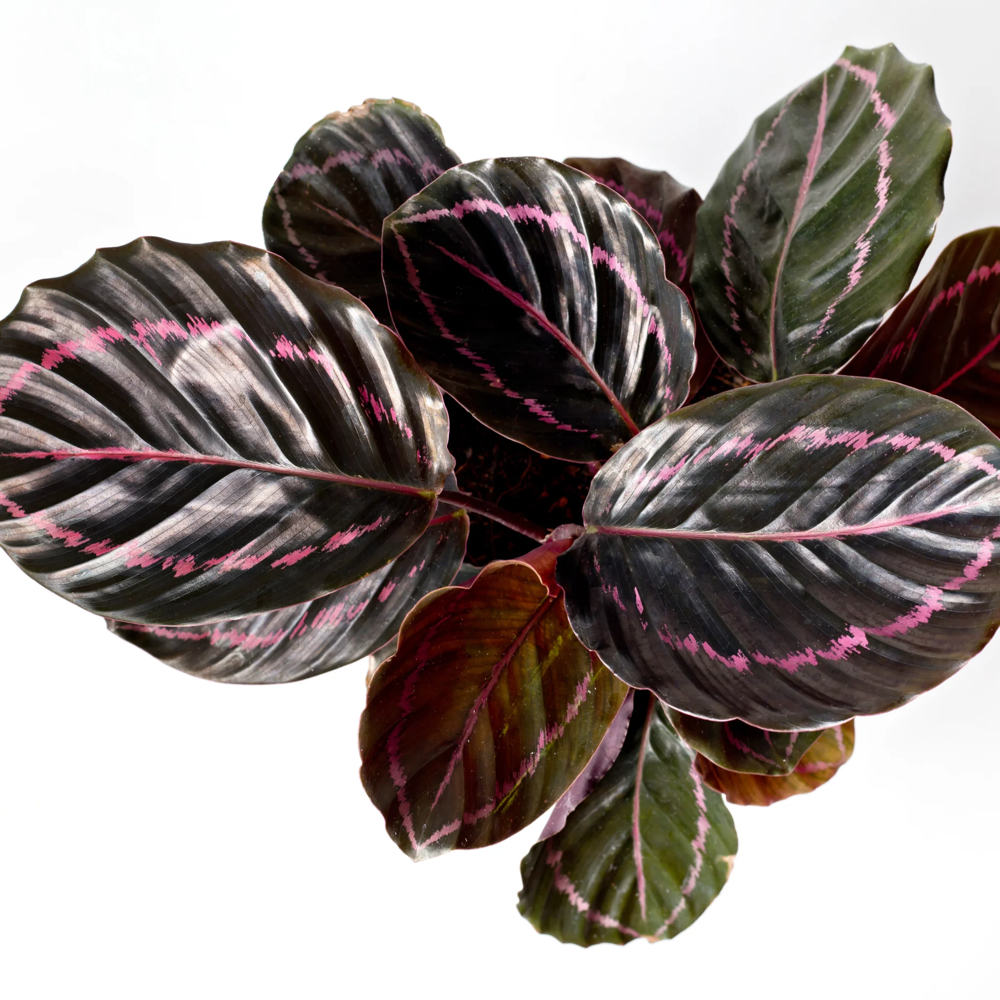 Calathea roseopicta Surprise Star 50cm - Image 2