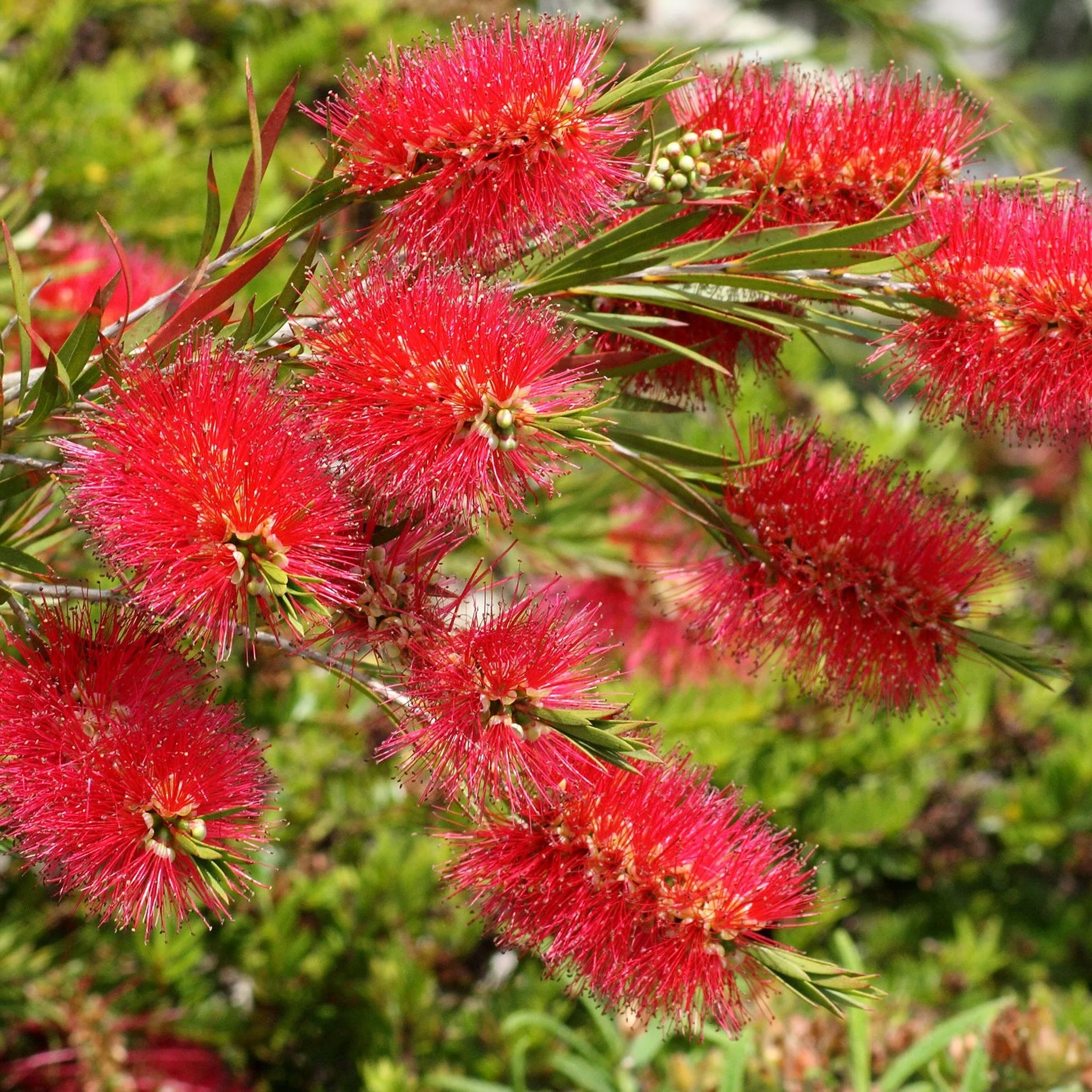 Callistemon citrinus splendens | Bottle Brush Plant | 2L - Image 3
