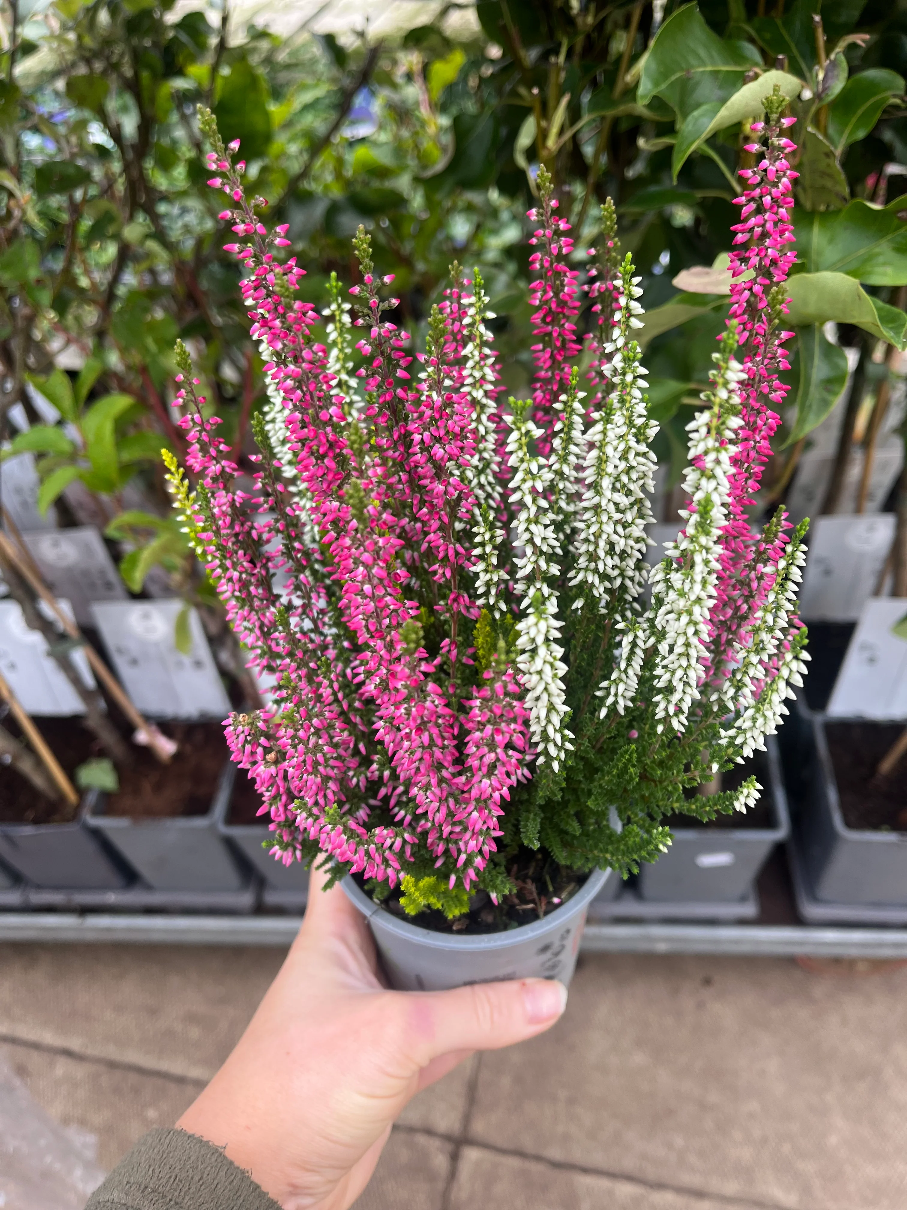 Calluna Heather Trio 9cm - Image 2