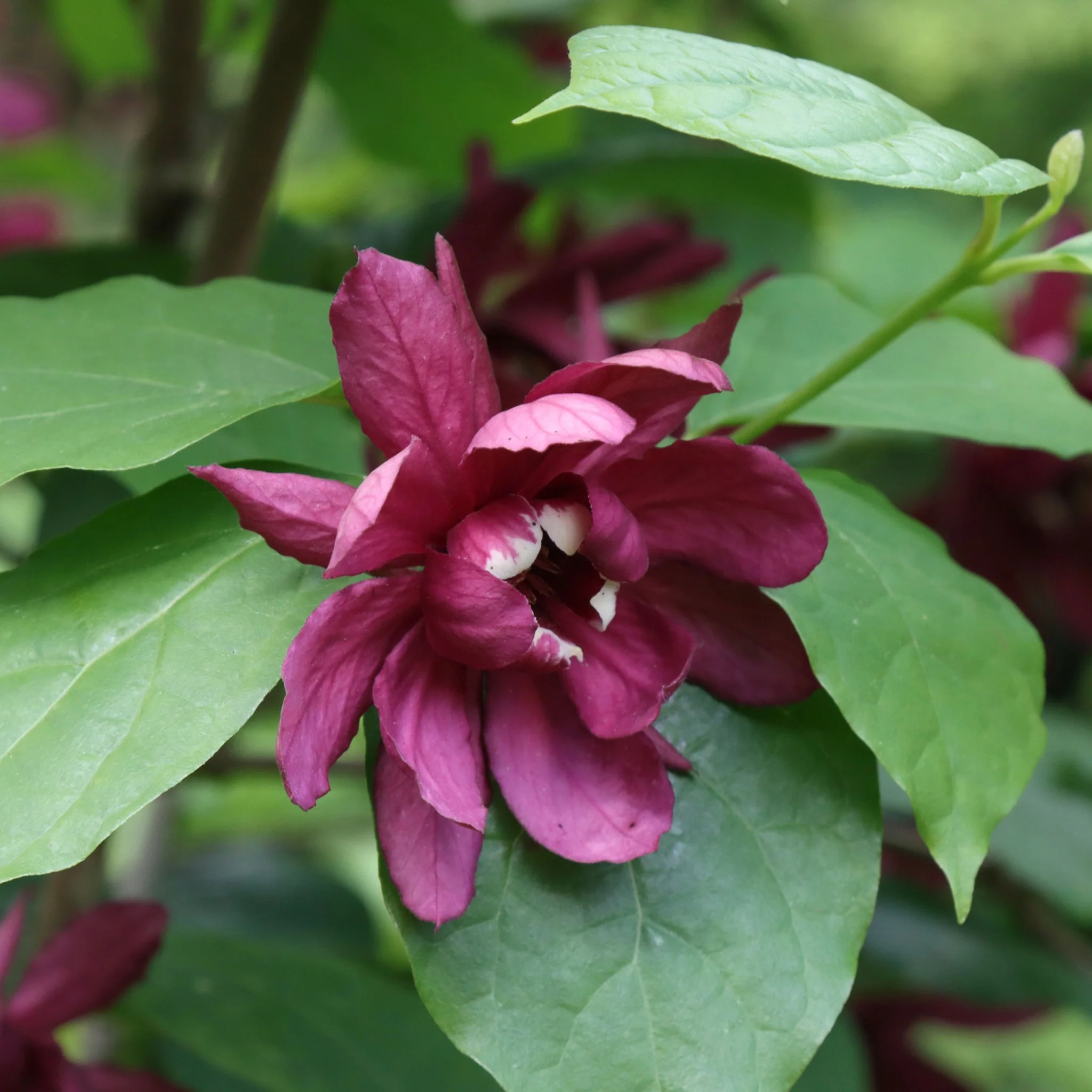 Calycanthus Floridus 3L - Image 2