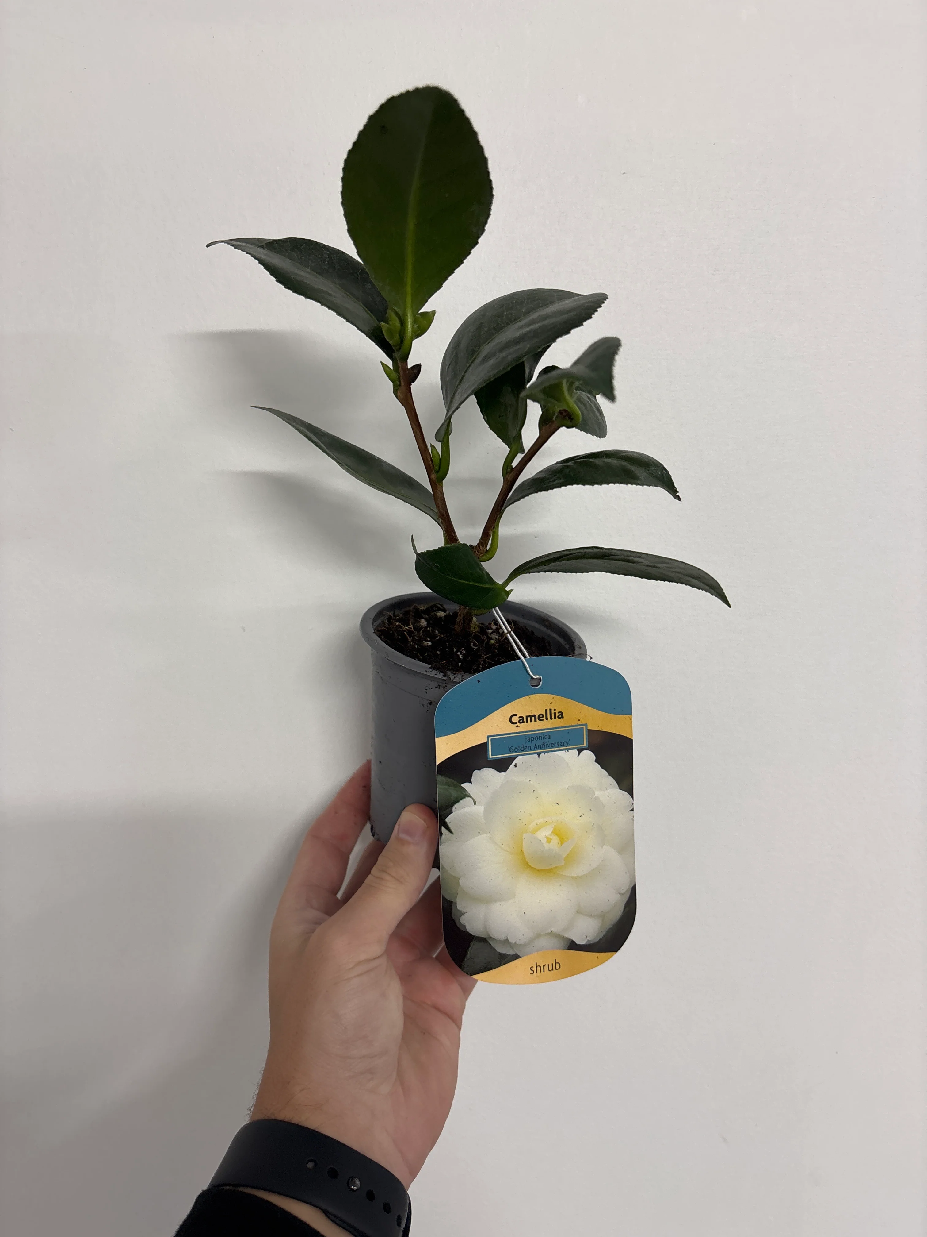 Camellia japonica 'Golden Anniversary' 9cm, 20-30cm height - Image 2