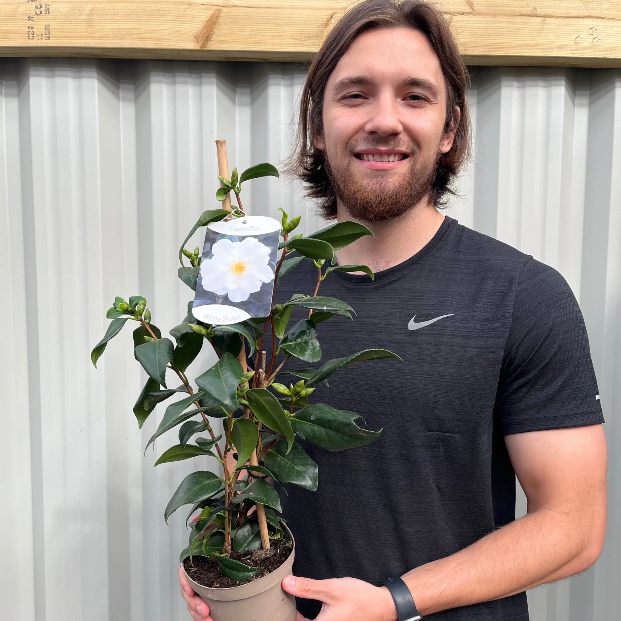 Camellia japonica White Swan 60cm - Image 2