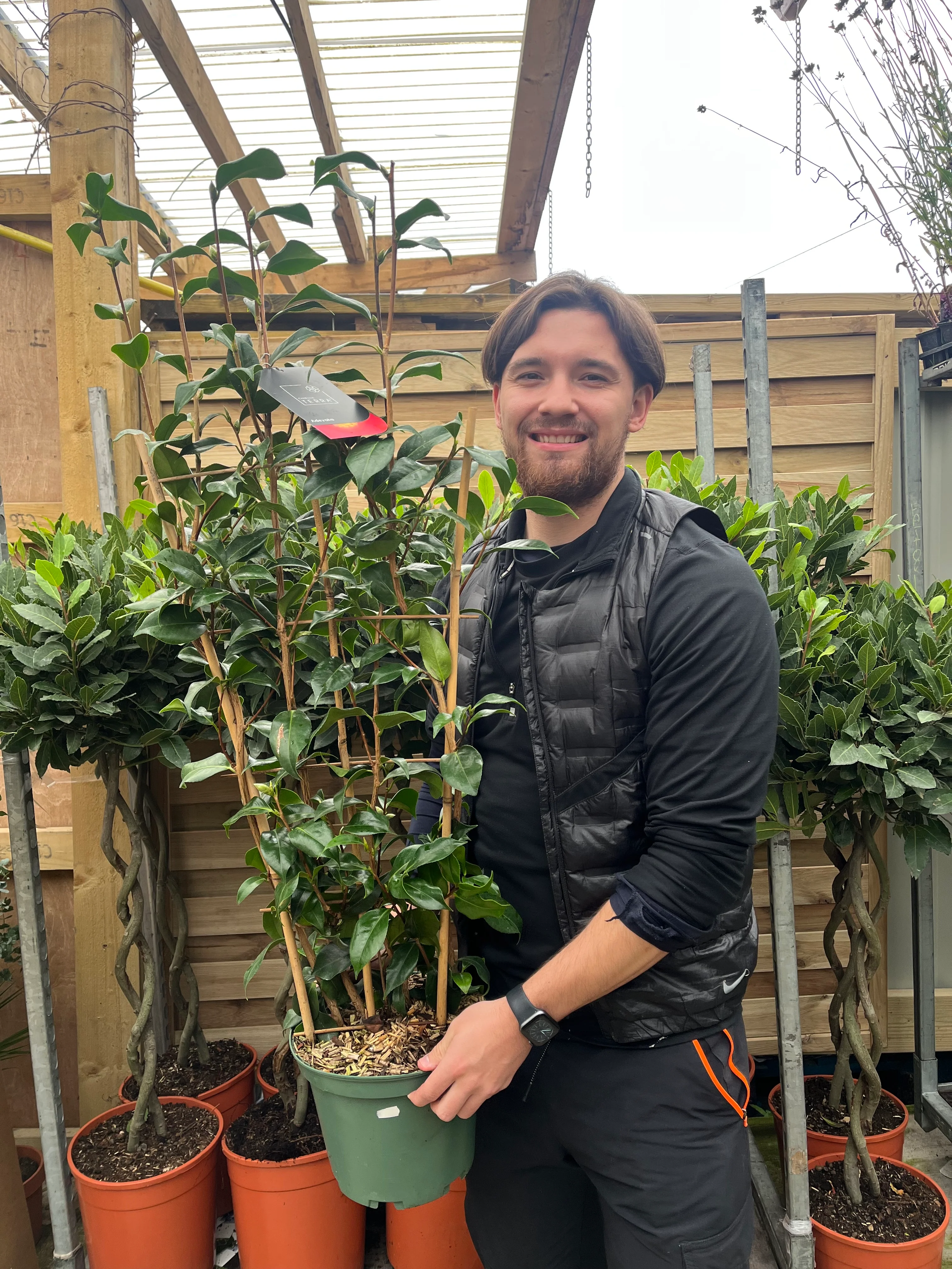 Camellia 'Adeyaka' 5L (100cm)