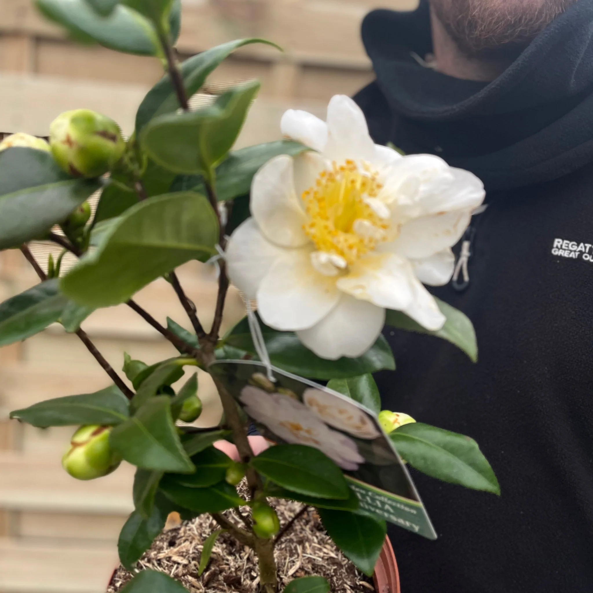 Camellia japonica 'Silver Anniversary' 9cm/3L - Image 2