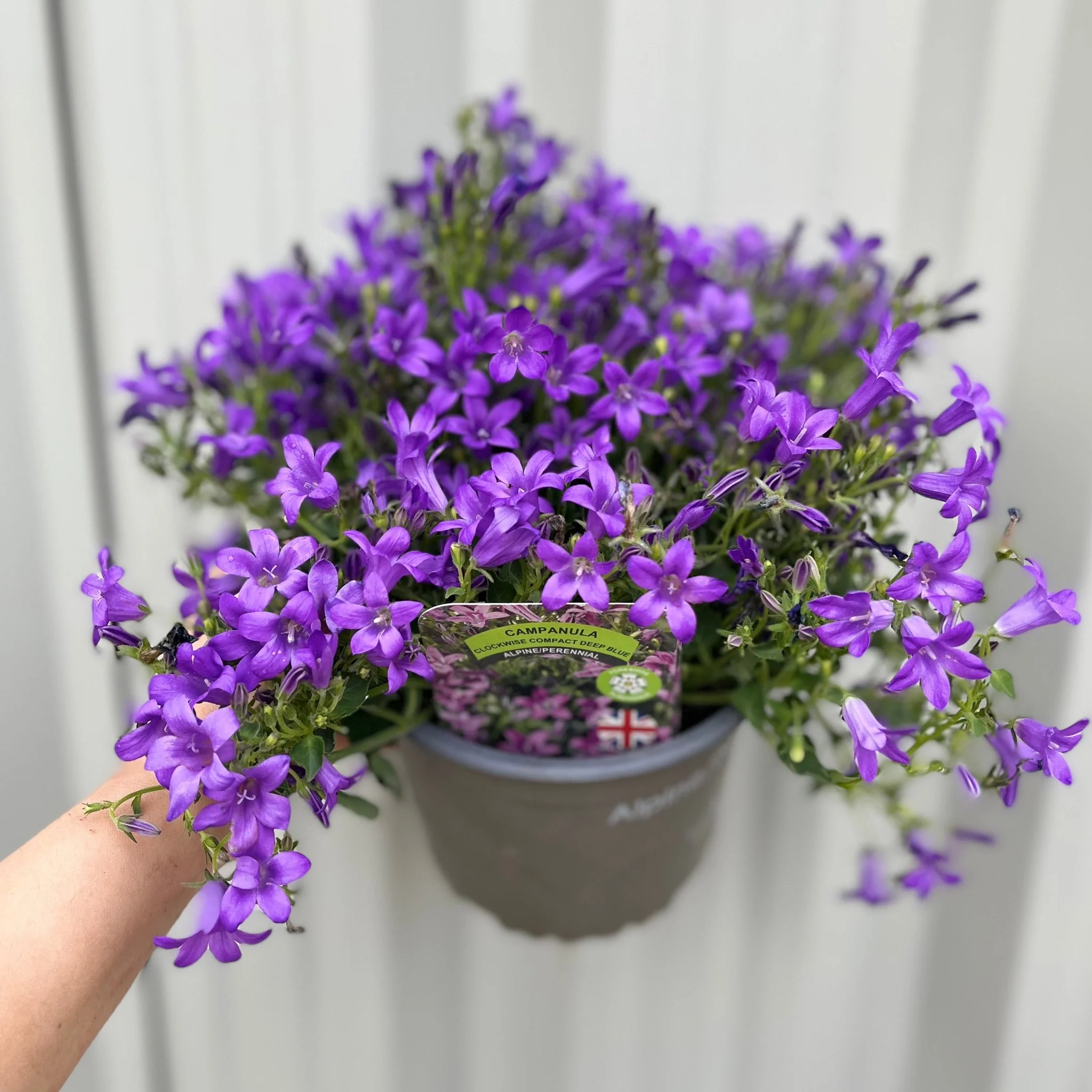 Campanula portenschlagiana 'Clockwise' 9cm/1.5L - Image 3