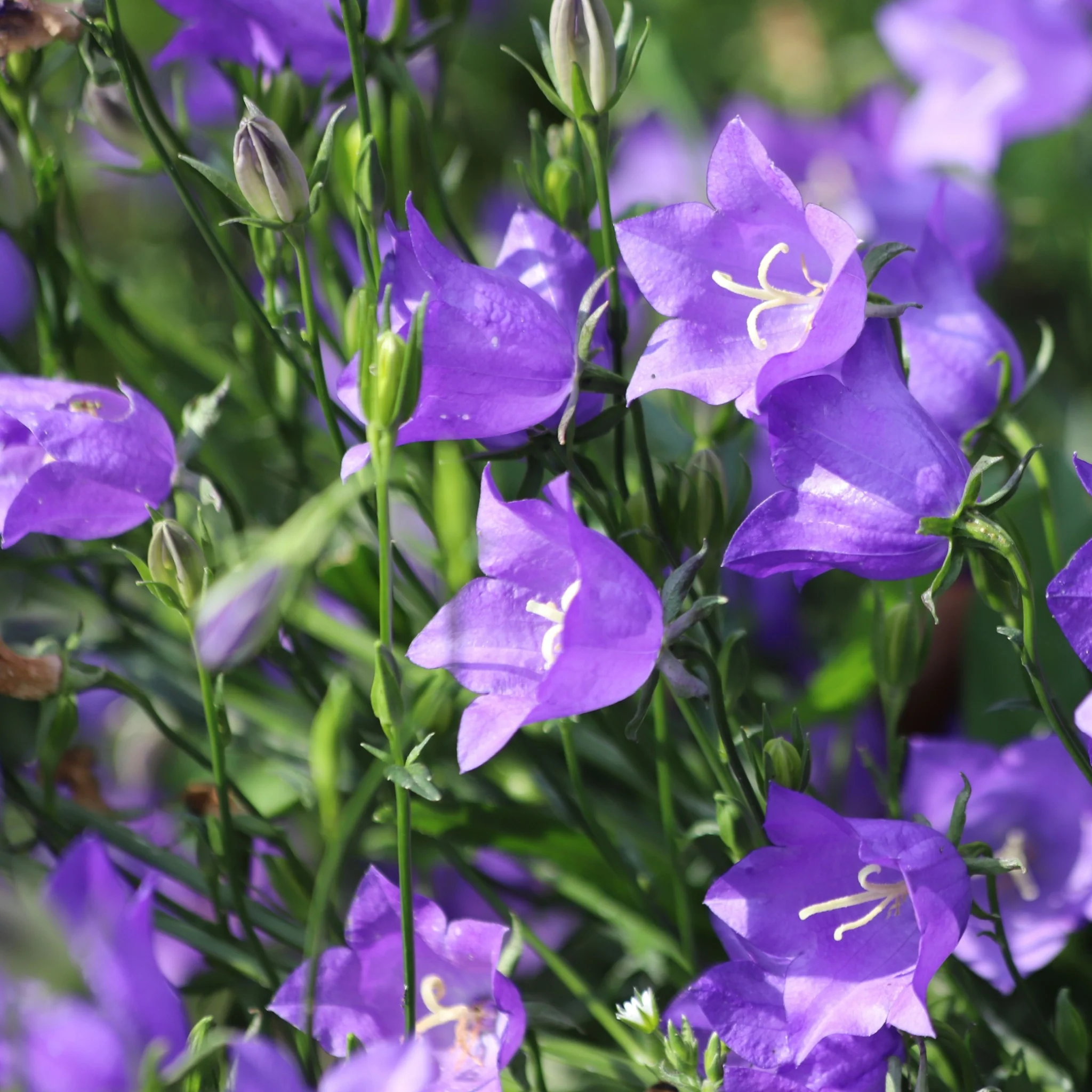 Campanula persicifolia 'Caerulea' - Blue 9cm / 2L - Image 2