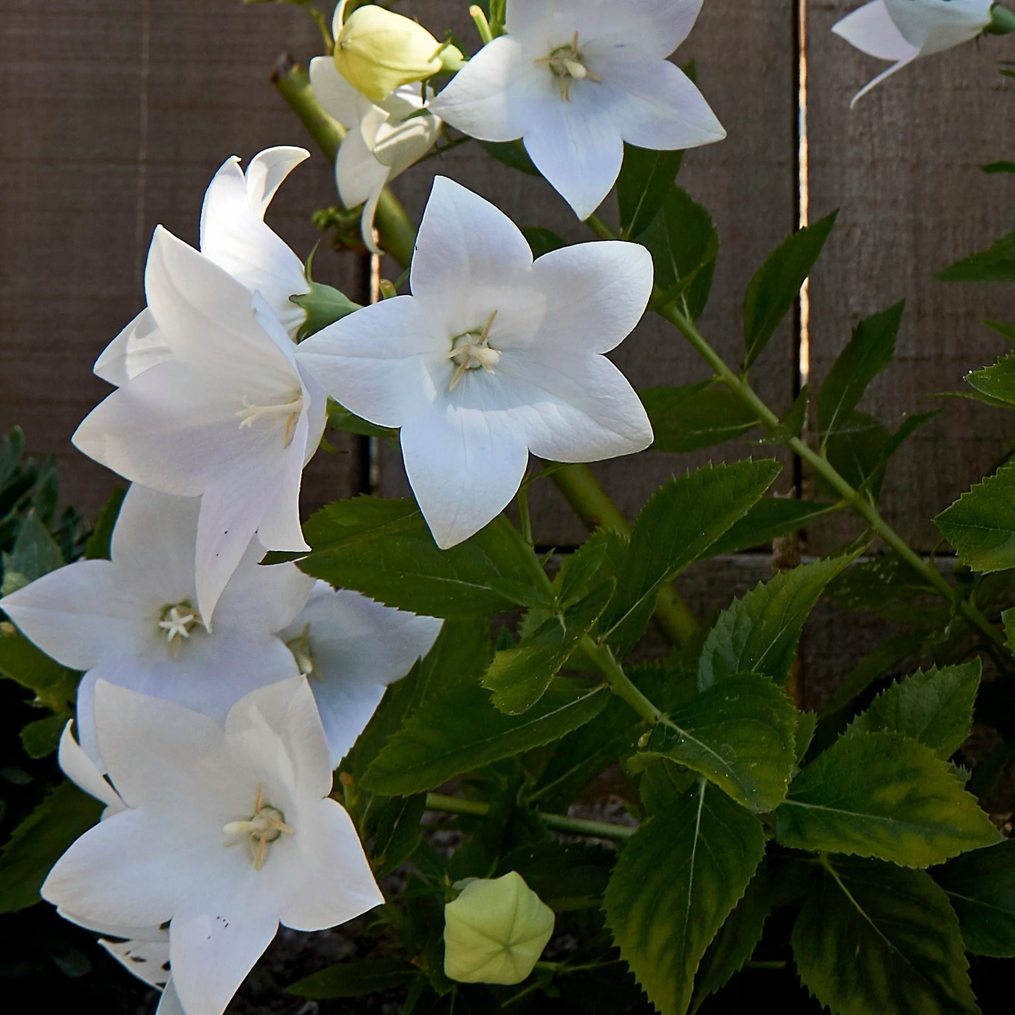 Campanula pyramidalis White 1L - Image 3