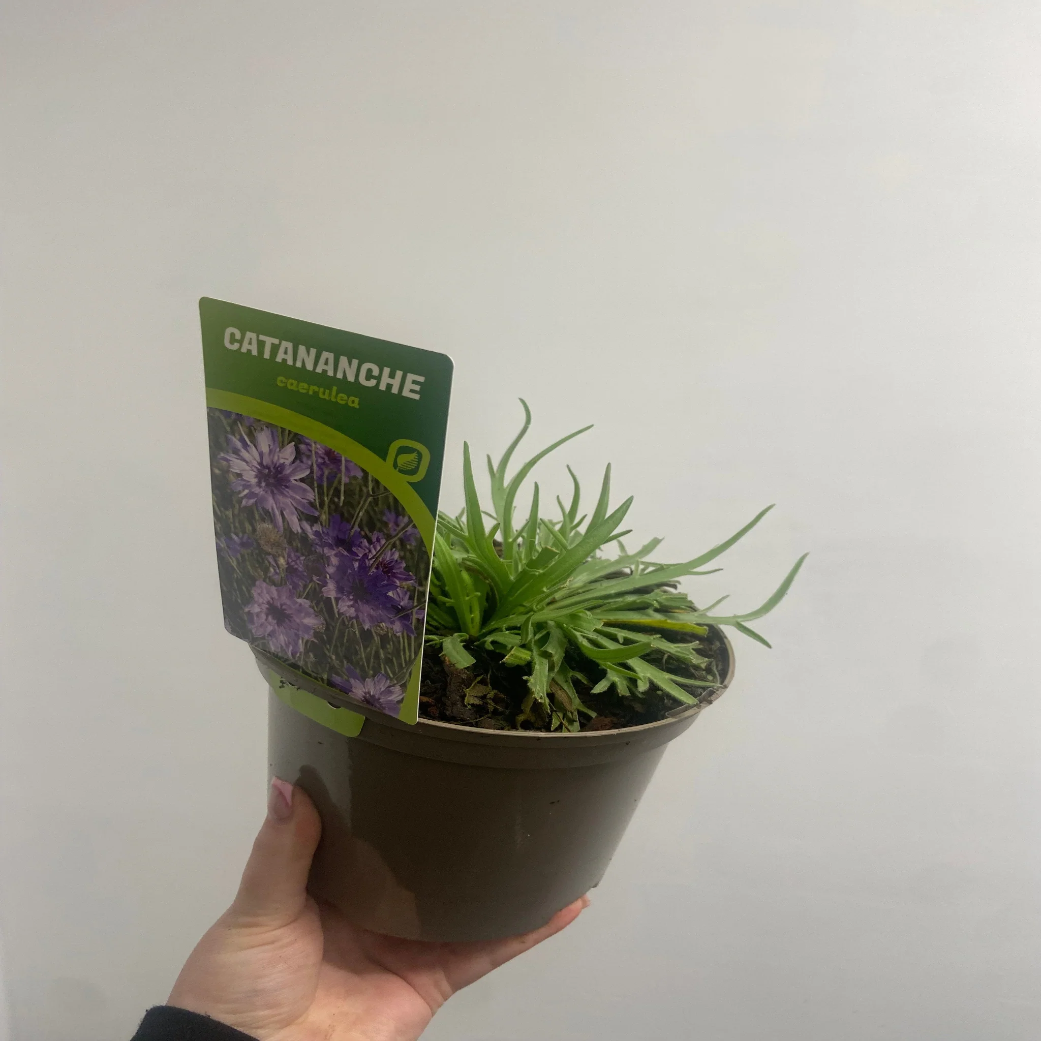 Catananche caerulea 9cm/2L - Image 3