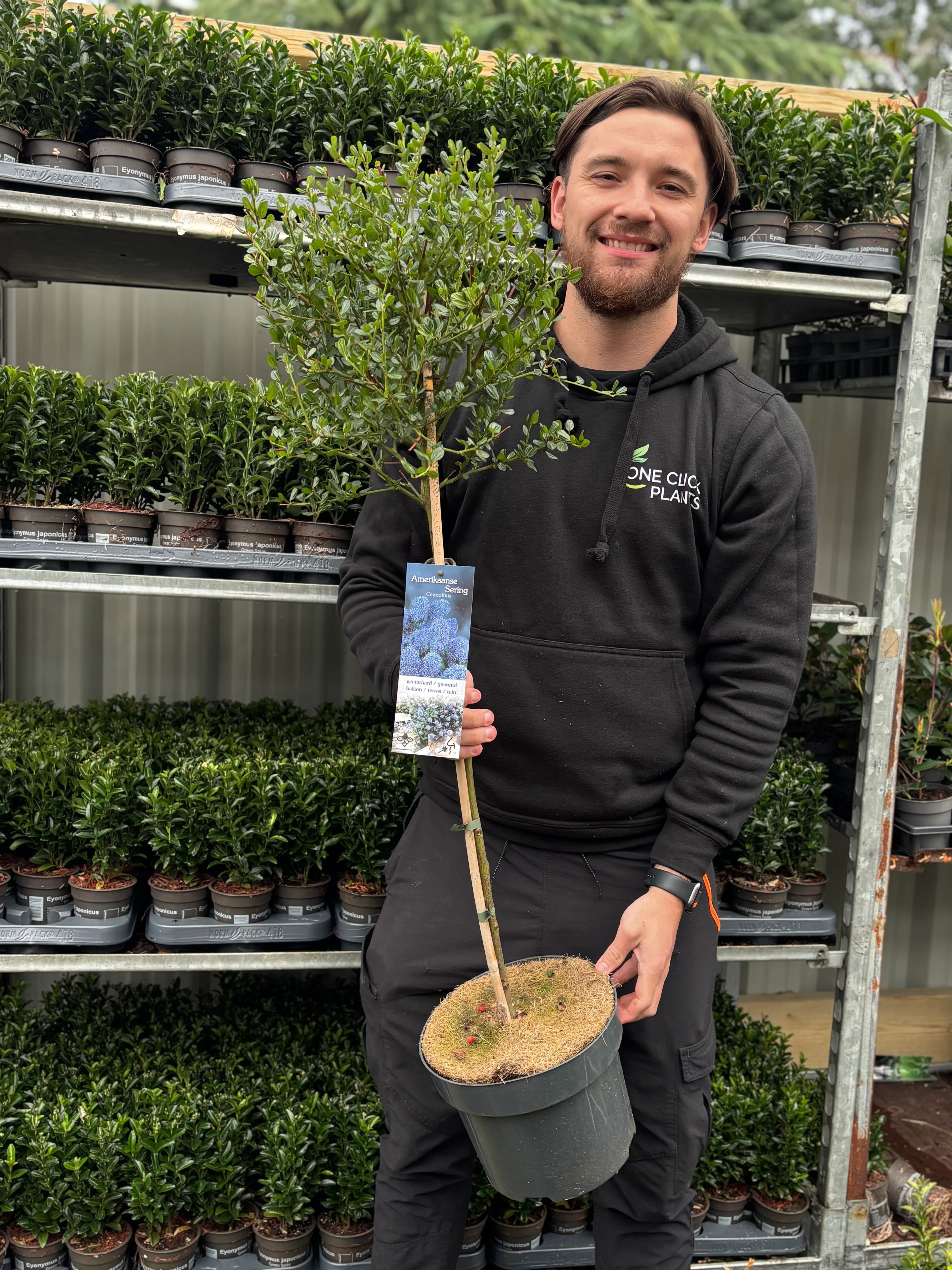 Ceanothus Patio Tree 110-120cm (Californian Lilac)