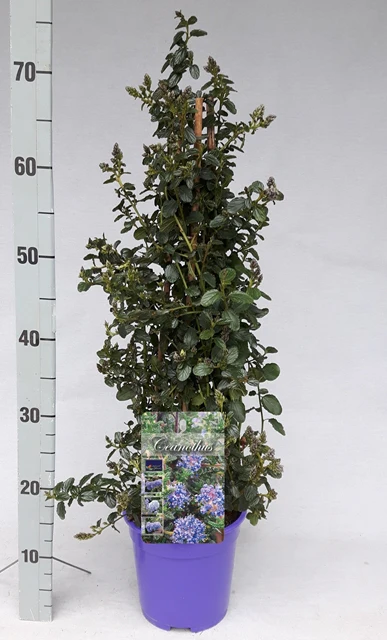 Ceanothus repens Pyramid 60-70cm - Image 3