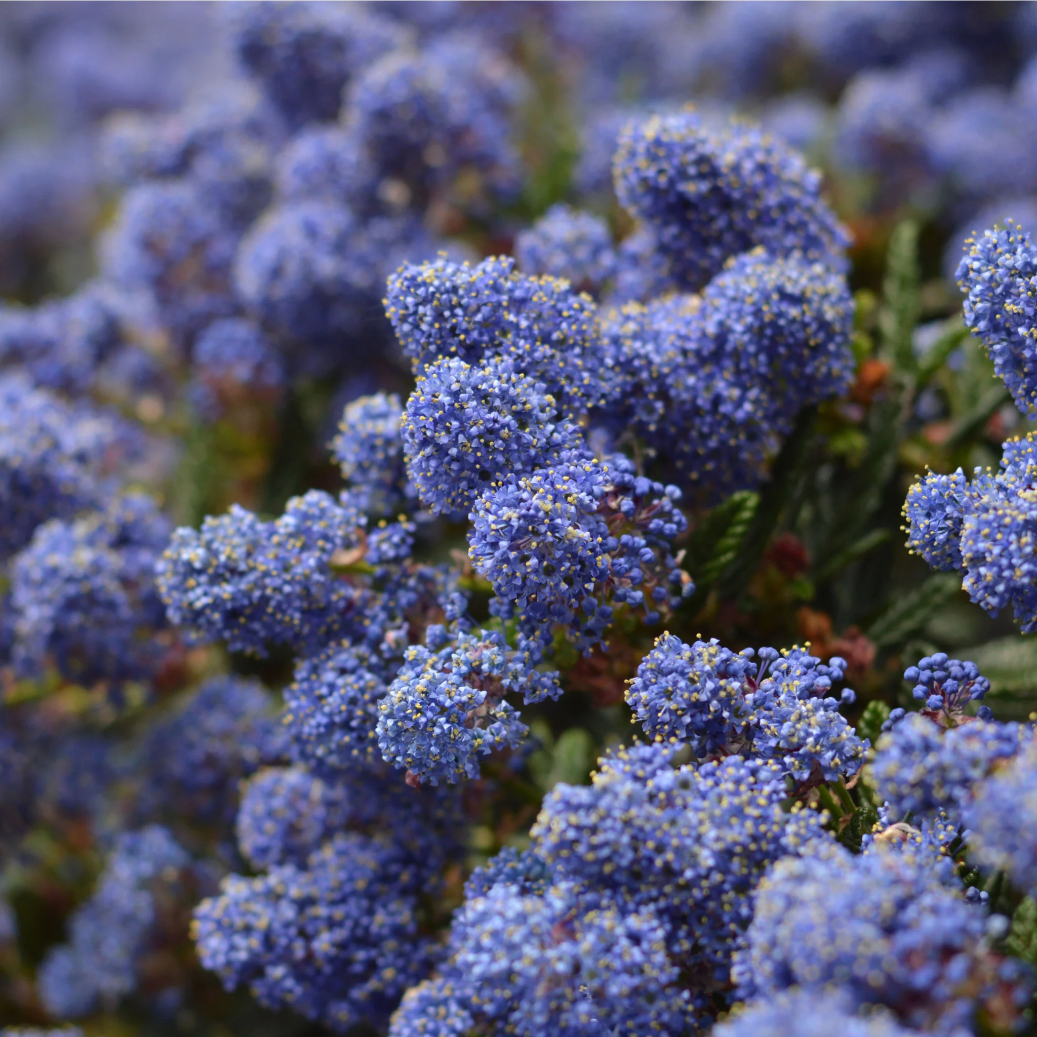 Ceanothus 'Victoria' (Californian Lilac) 9cm/2L/5L/10L - Image 4