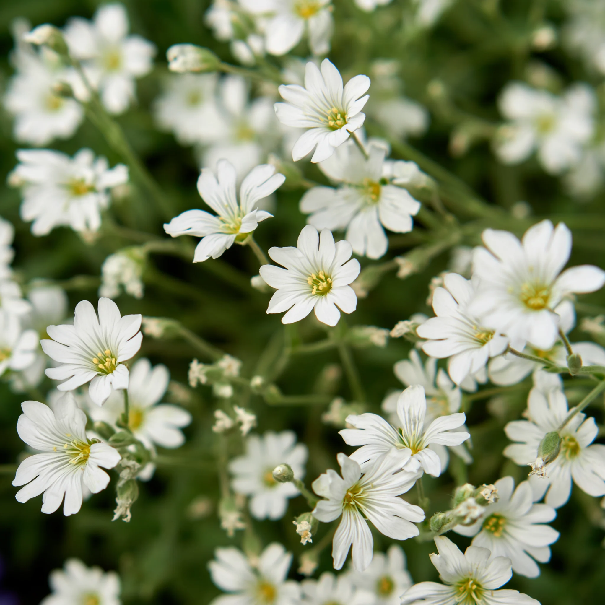 Cerastium tomentosum Silberteppich 1L - Image 2