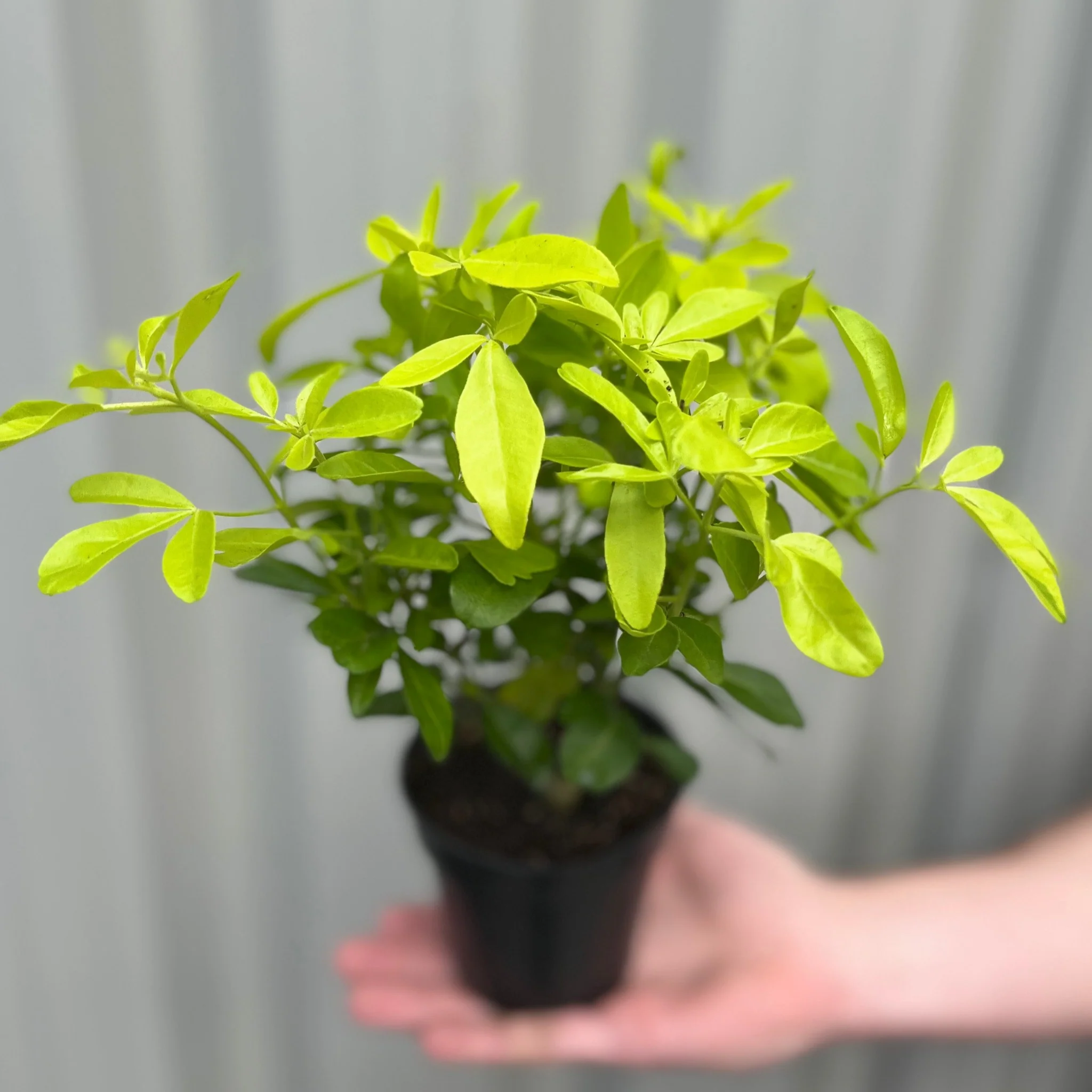 Choisya ternata 'Sundance' 9cm - Image 2