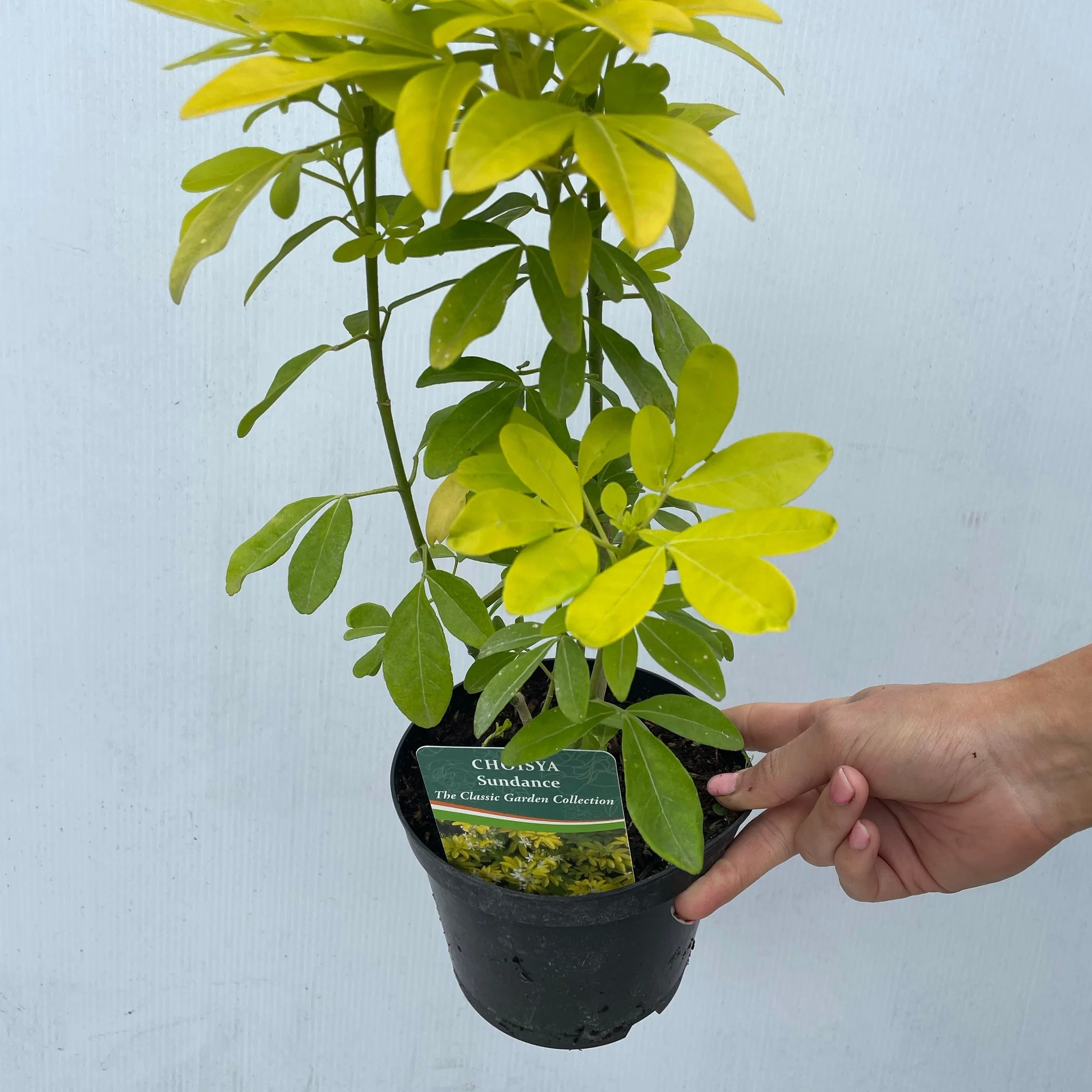 Choisya ternata Sundance - Brica/Lich 9cm-5L - Image 3