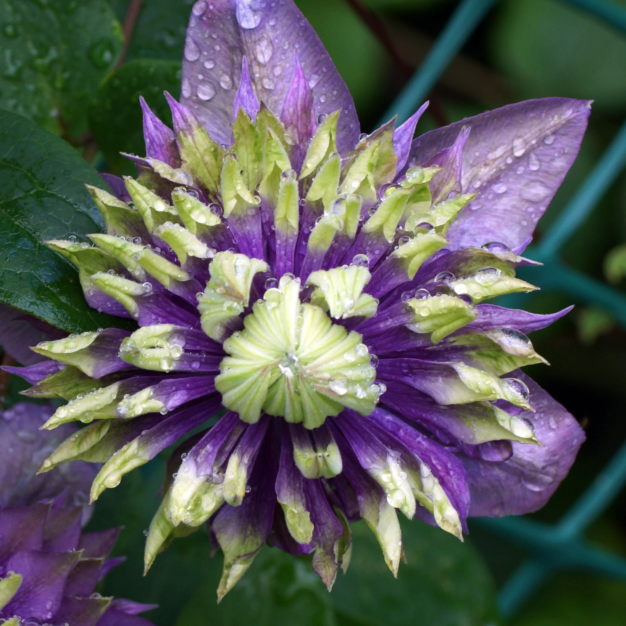 Clematis florida 'Taiga' 75-85cm - Image 3