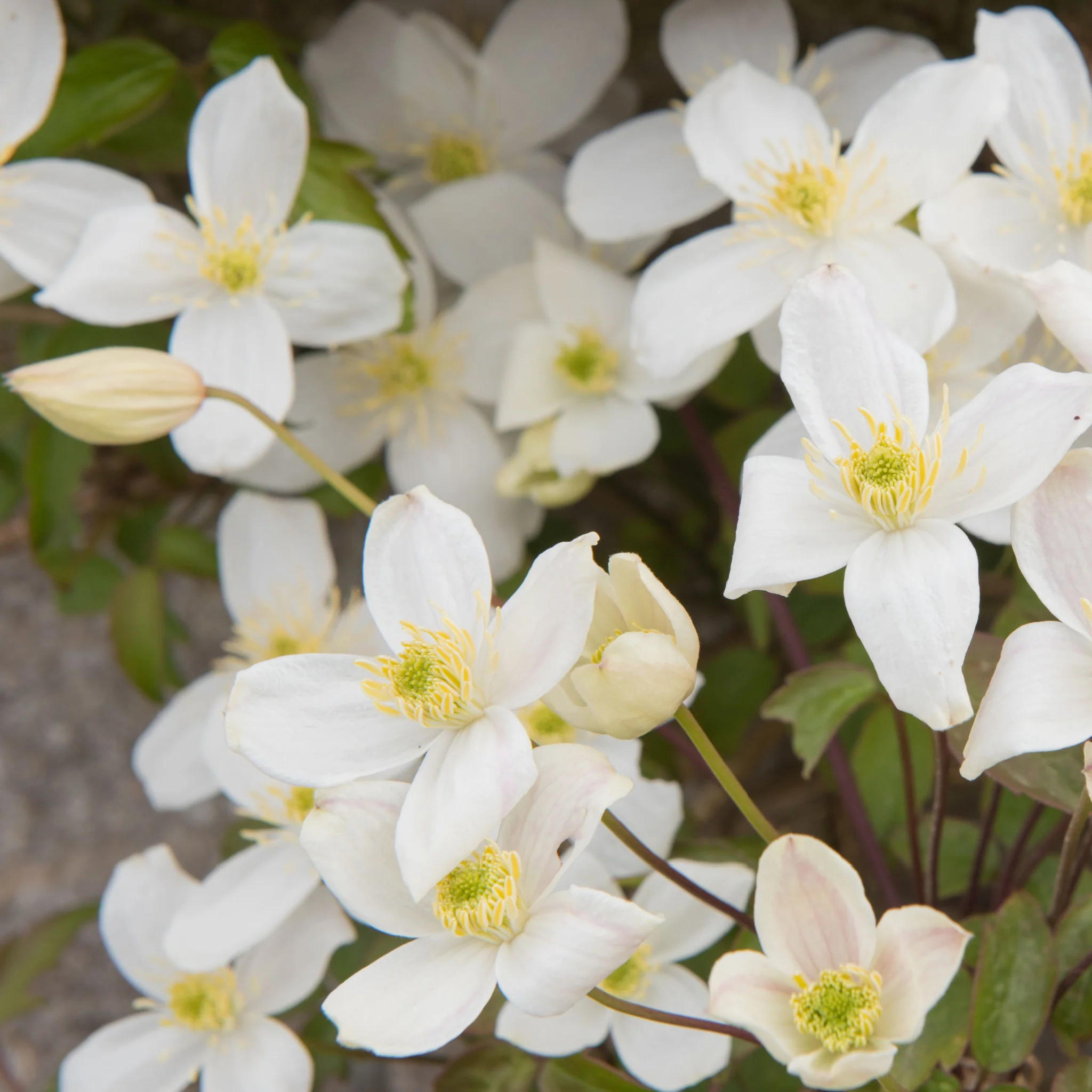 Clematis montana 'Grandifola' 75cm