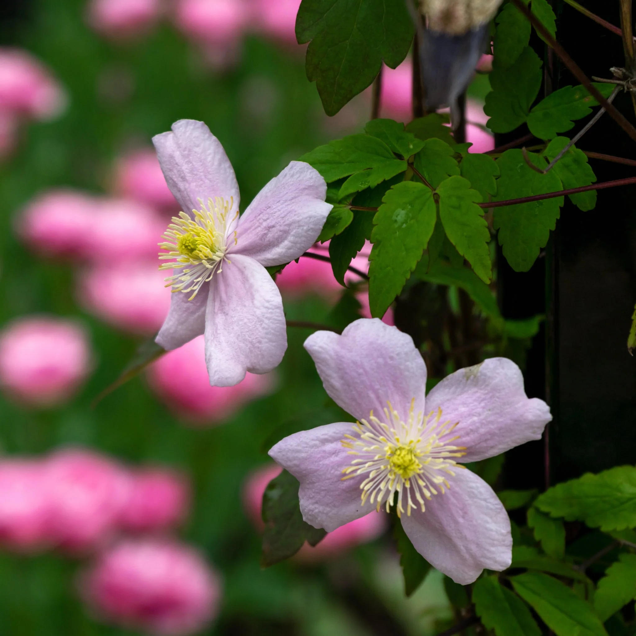 Clematis montana 'Mayleen' 1.7-1.8m - Image 2