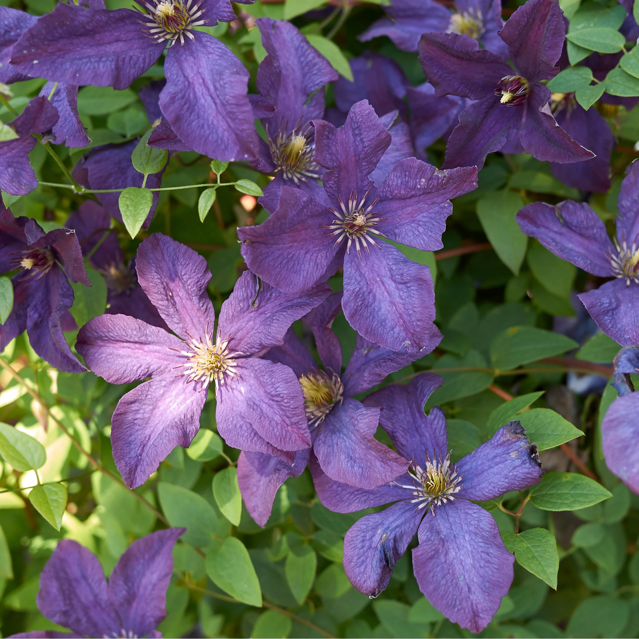 Clematis 'Sunny Sky' 90-95cm - Image 2