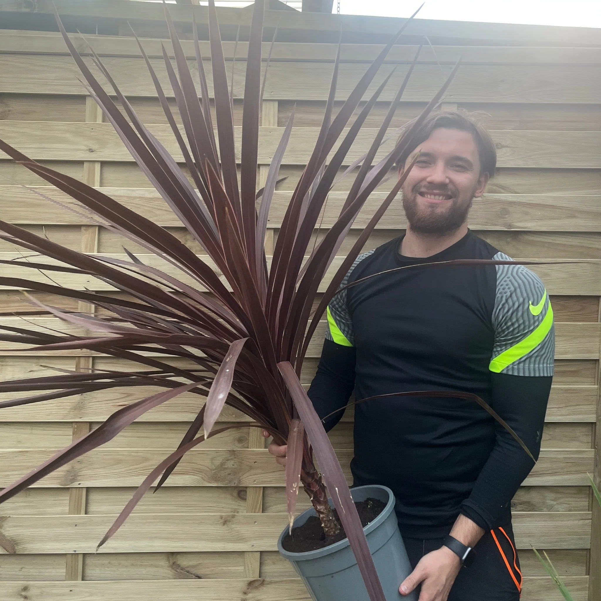 Cordyline australis Red Star 1M SOLD AS SEEN - Image 4