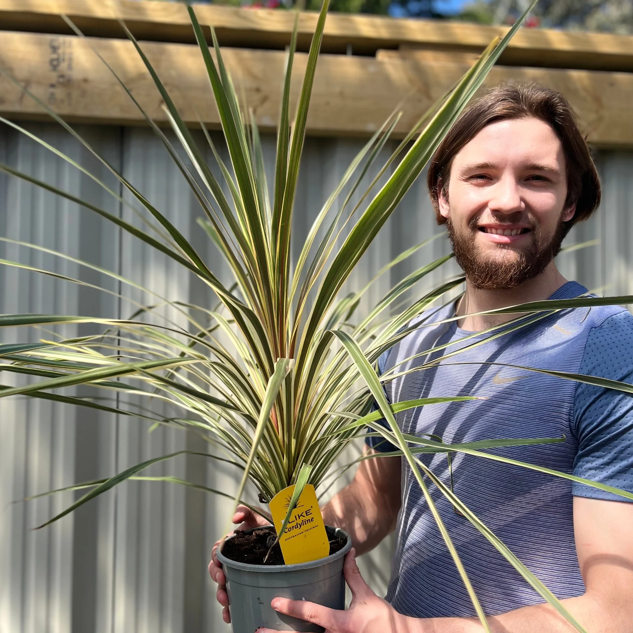 Cordyline australis 'Torbay Dazzler' 2L - Image 2