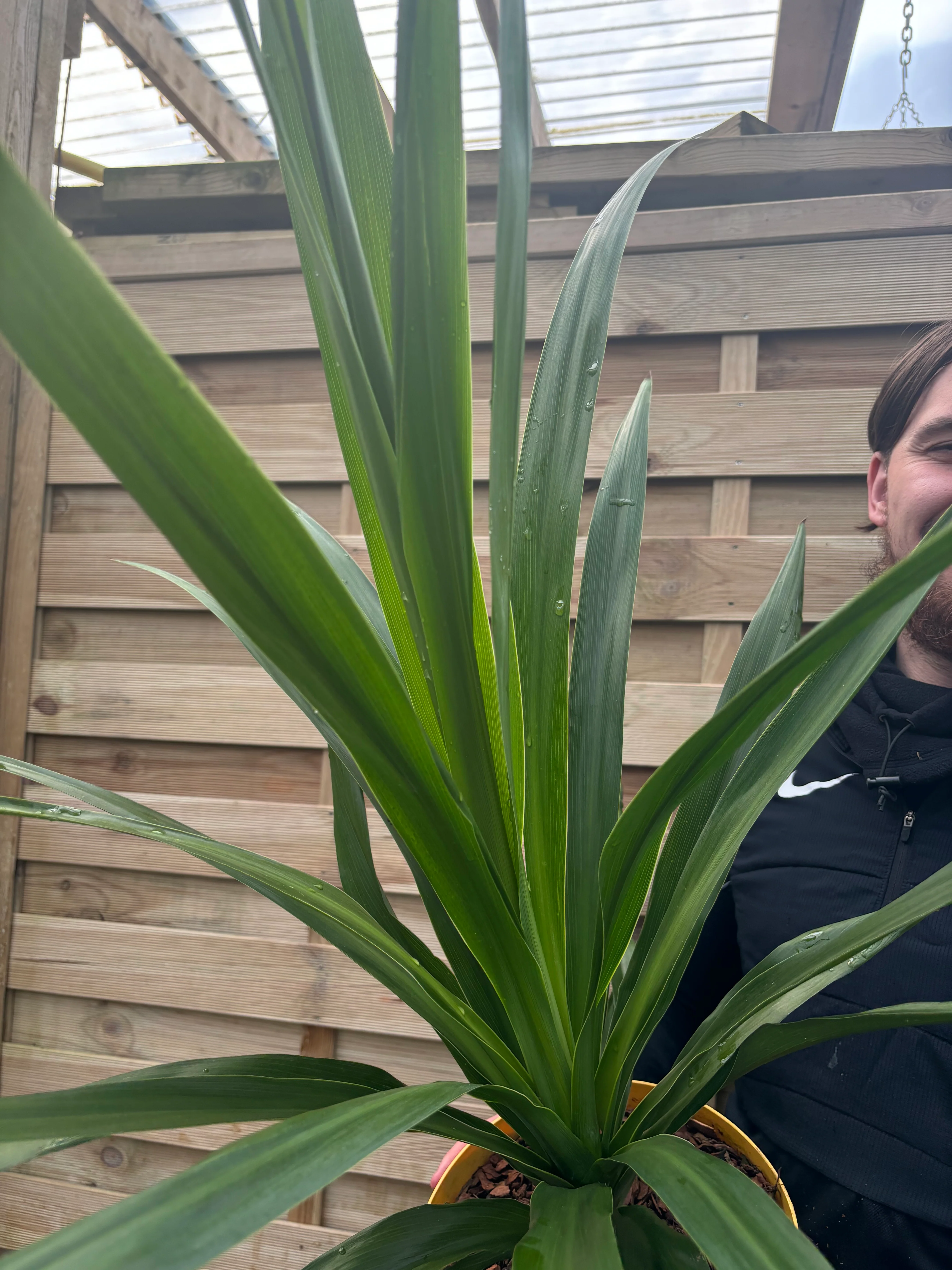Cordyline 'Emerald Star' 5L 80-90cm - Image 2