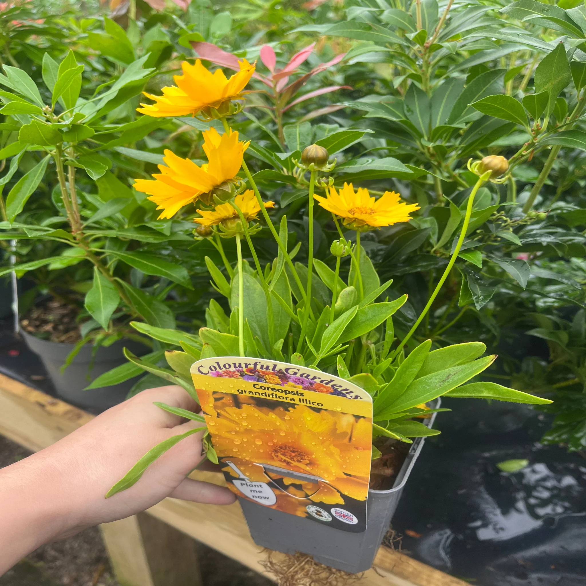 Coreopsis grandiflora 'Illico' 9cm/1.5L - Image 2