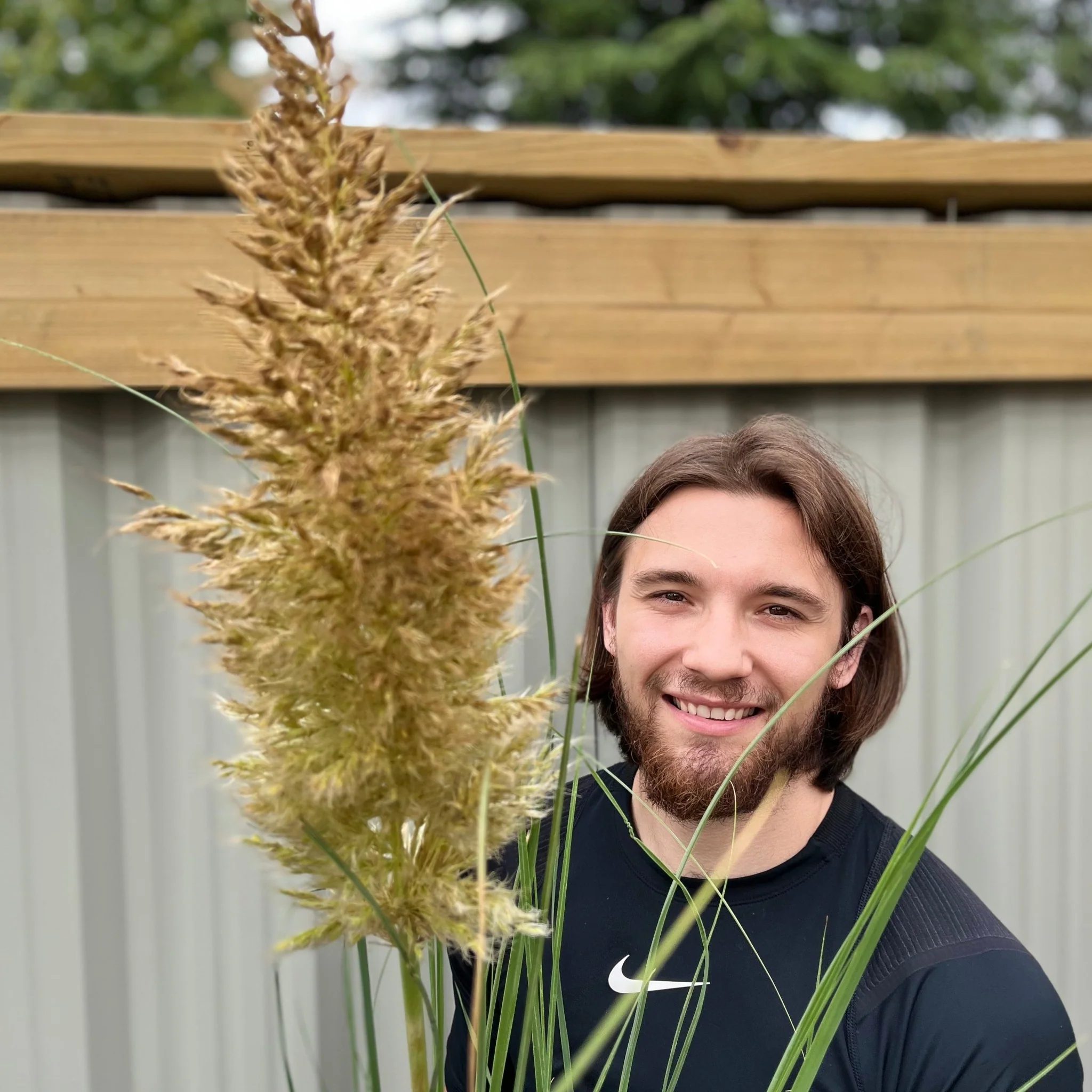 Pampas Grass - Cortaderia selloana Pumila 2L/5L - Image 3