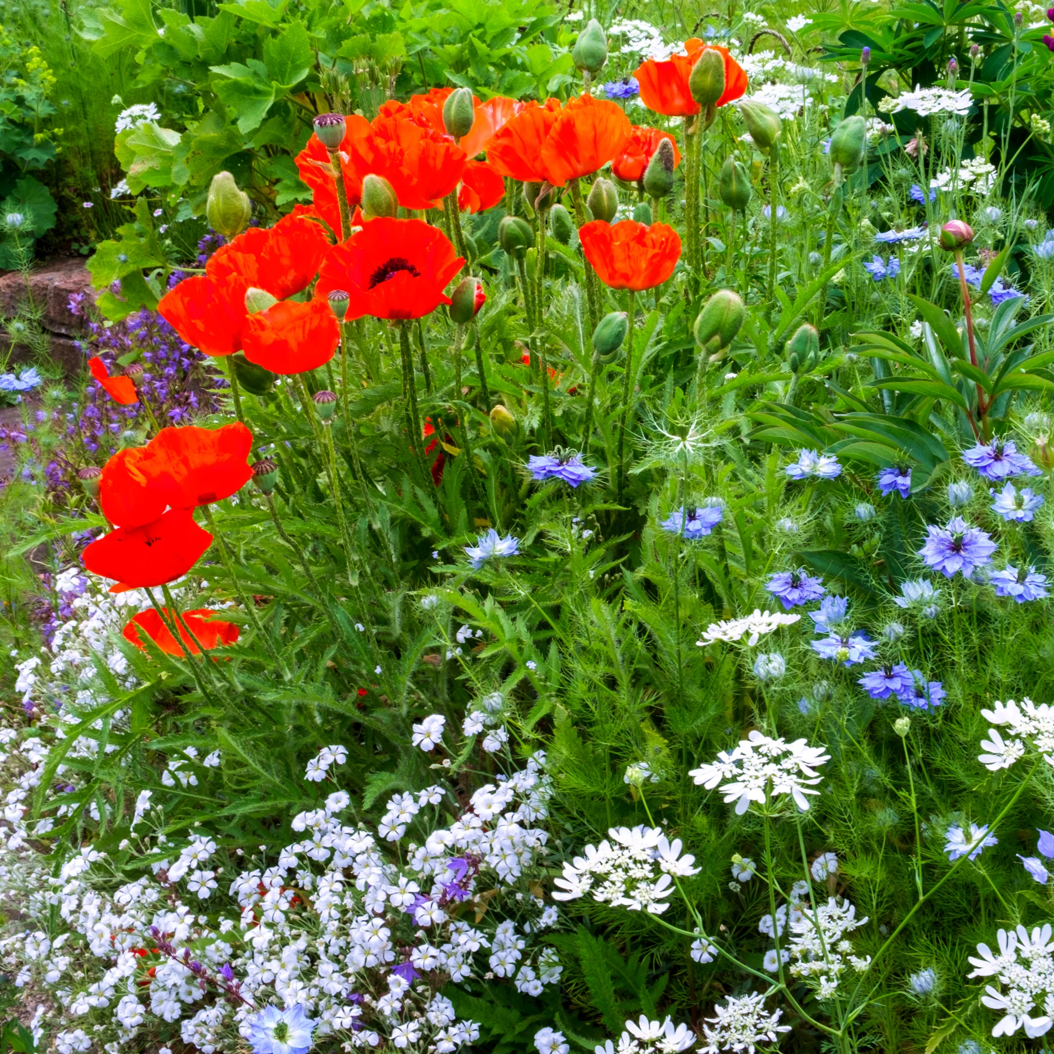 Cottage Garden Ready-Made Border - Image 5