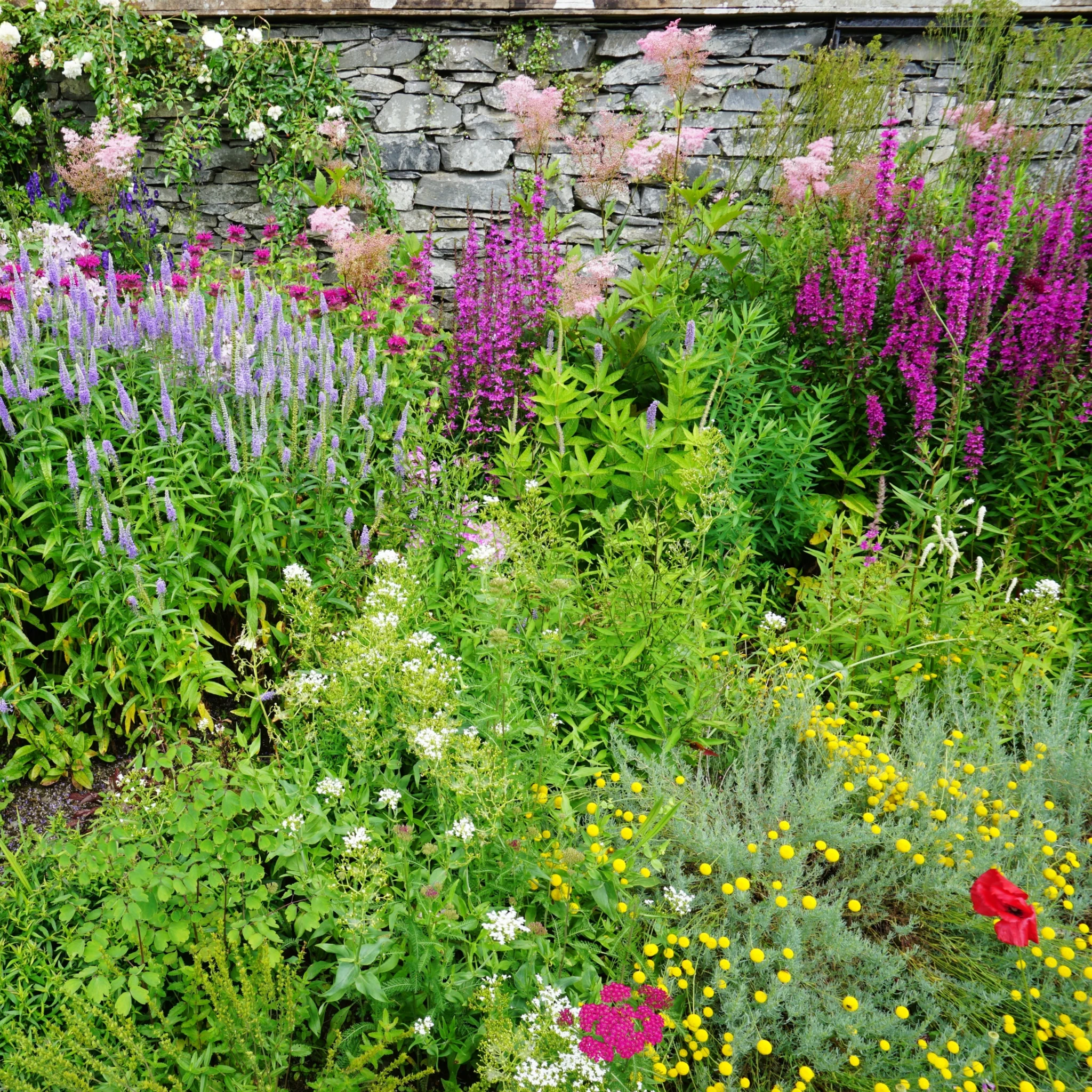 Cottage Garden Ready-Made Border - Image 6