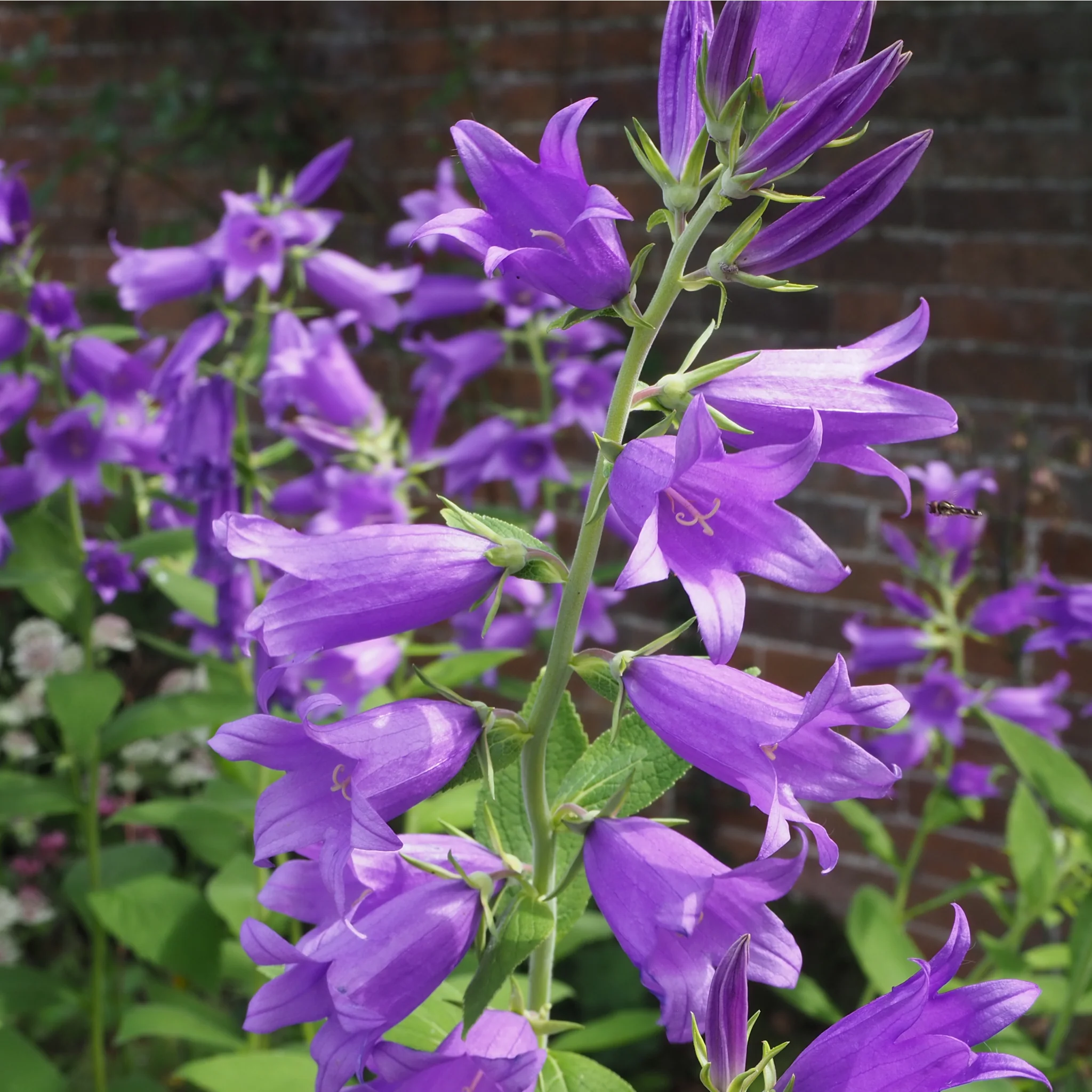Cottage Garden Ready-Made Border - Image 7