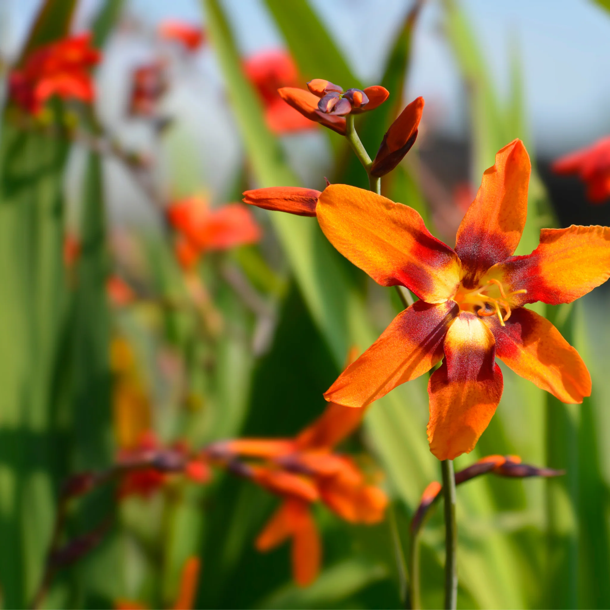 Crocosmia x crocosmiiflora 'Emily Mckenzie' 9cm/2L - Image 2